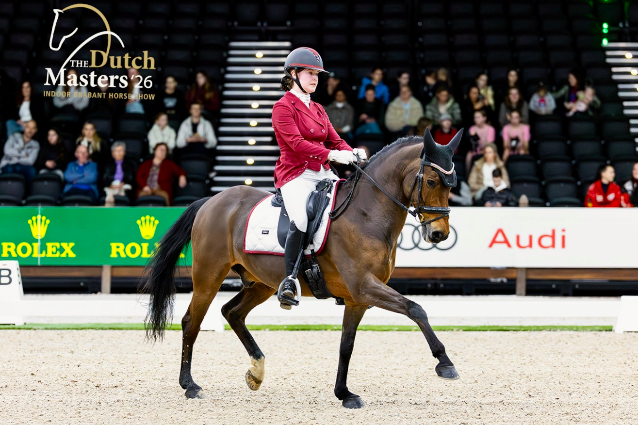 new-forest dressuurpony ruin 14 years old bruin for sale - Photo 4