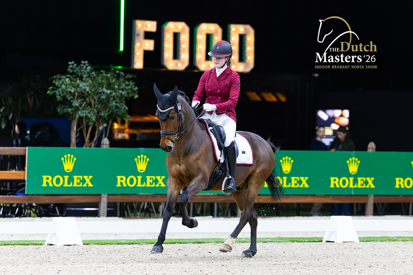 new-forest dressuurpony ruin 14 years old bruin for sale - Photo 2
