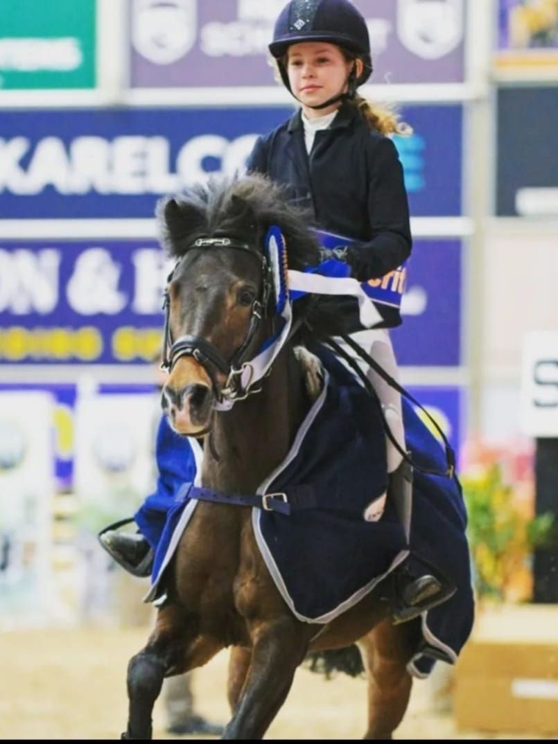 bwp springpony merrie 8 years old donkerbruin for sale - Main photo