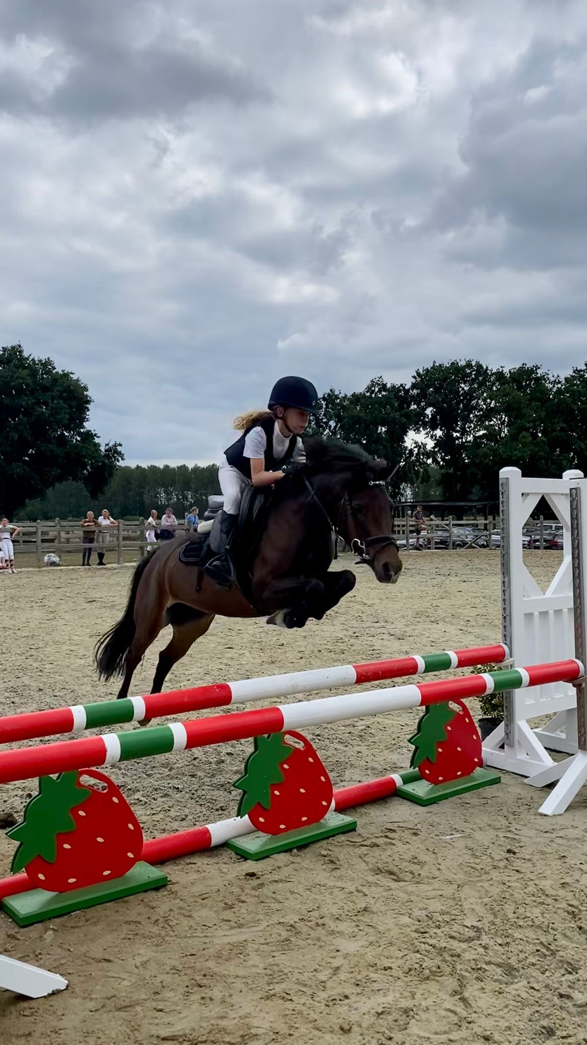 bwp springpony merrie 8 years old donkerbruin for sale - Photo 3