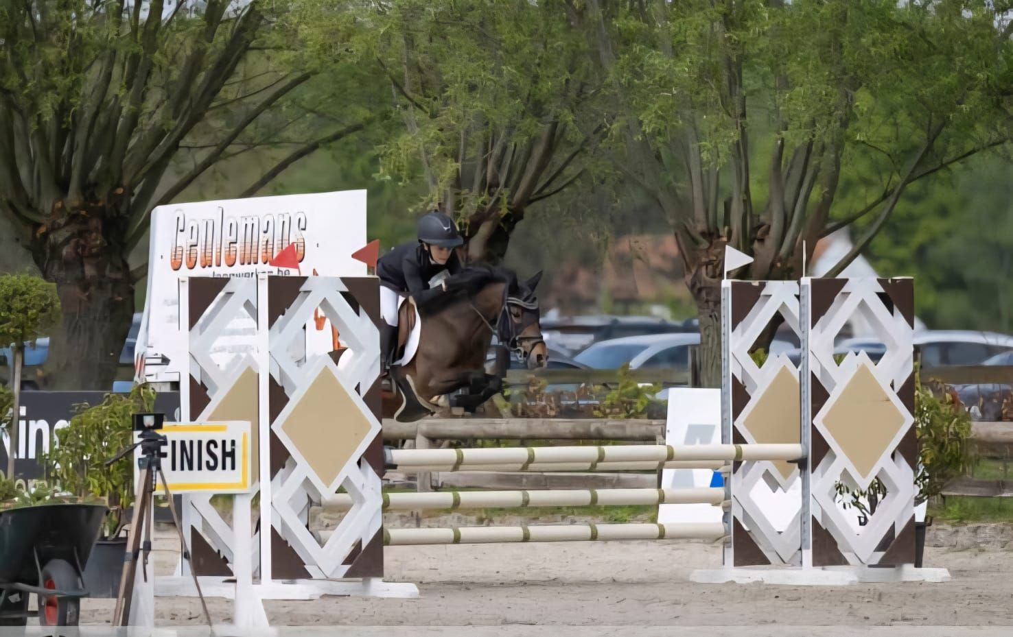 bwp springpony merrie 8 years old donkerbruin for sale - Photo 4