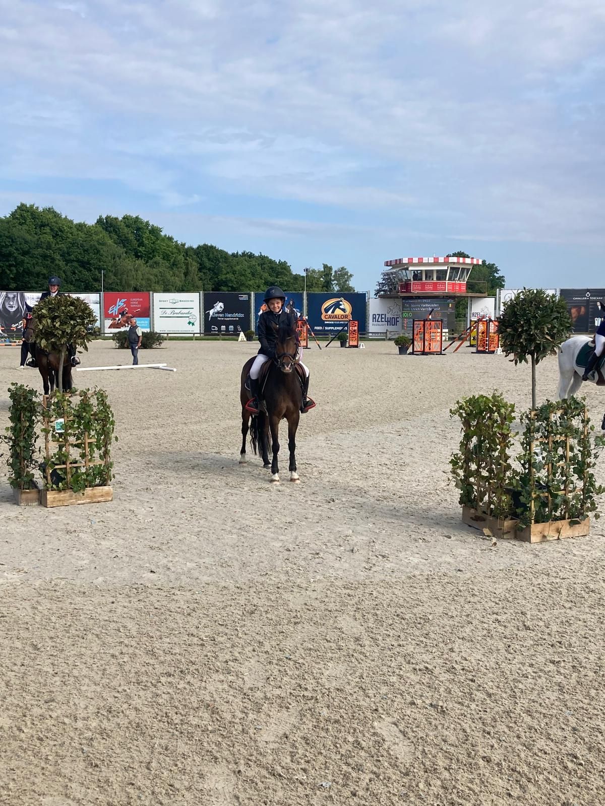 bwp springpony merrie 8 years old donkerbruin for sale - Photo 5