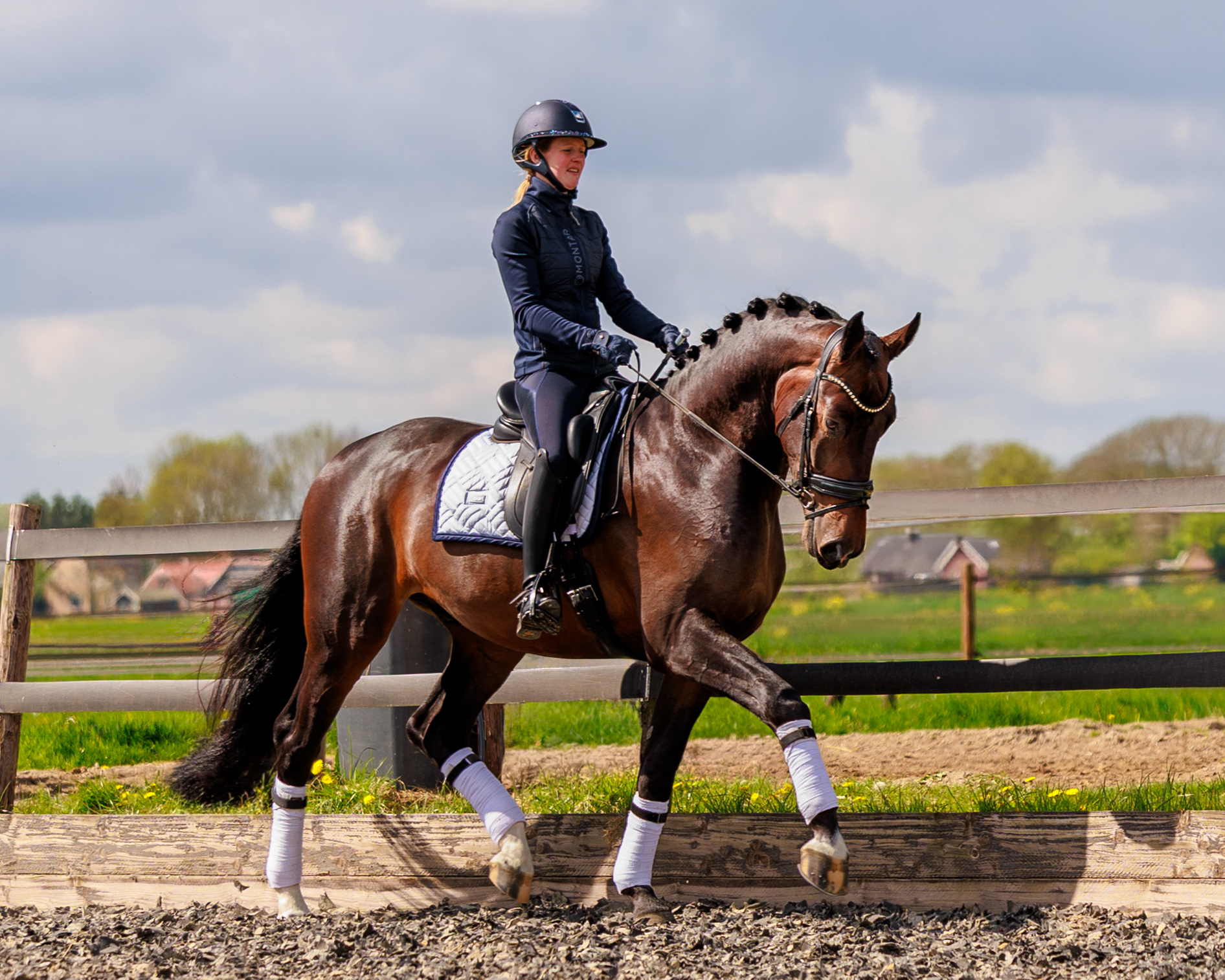 nrps dressuurpaard Ruin 4 år donkerbruin till salu - Foto 3
