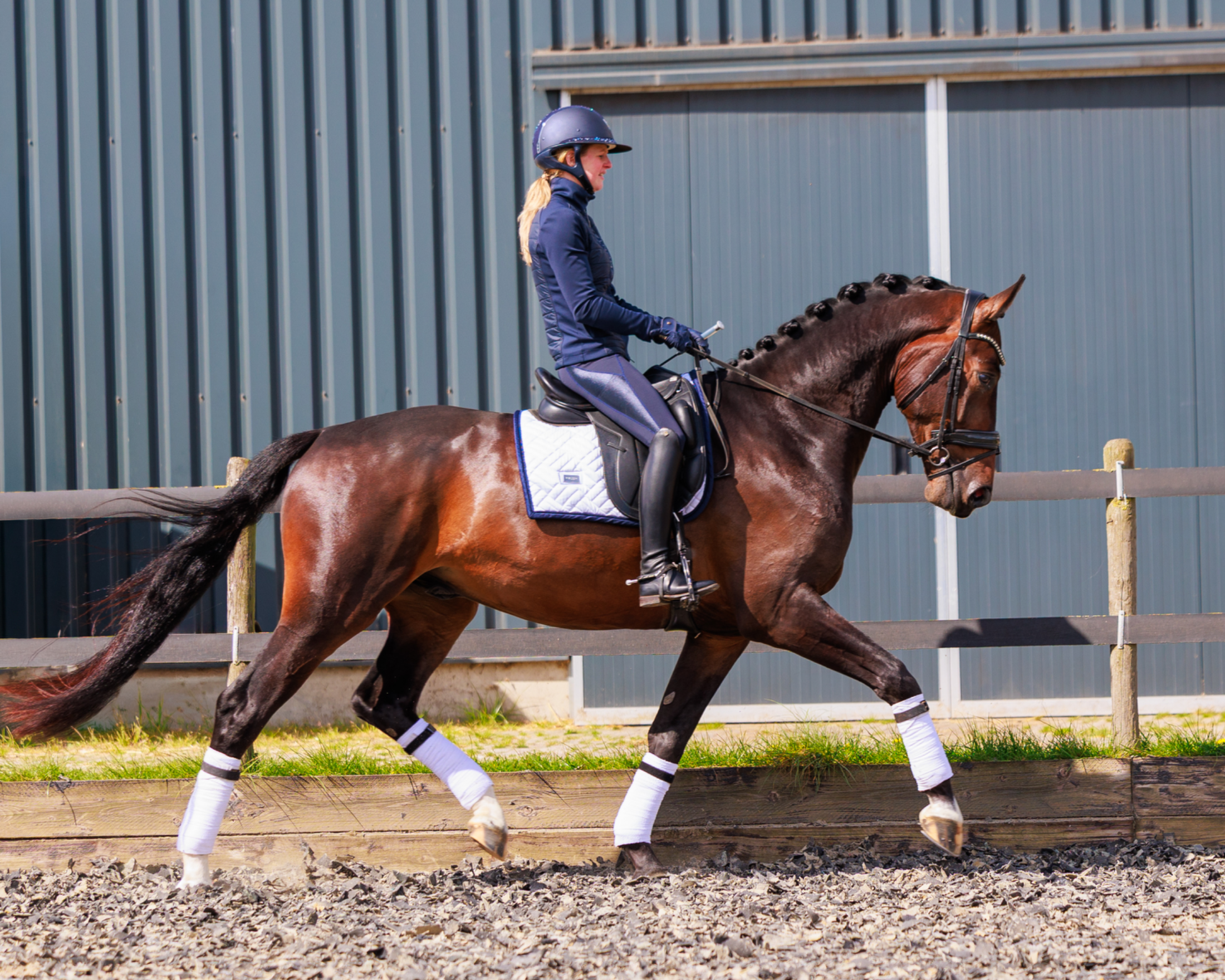 nrps dressuurpaard Ruin 4 år donkerbruin till salu - Foto 2