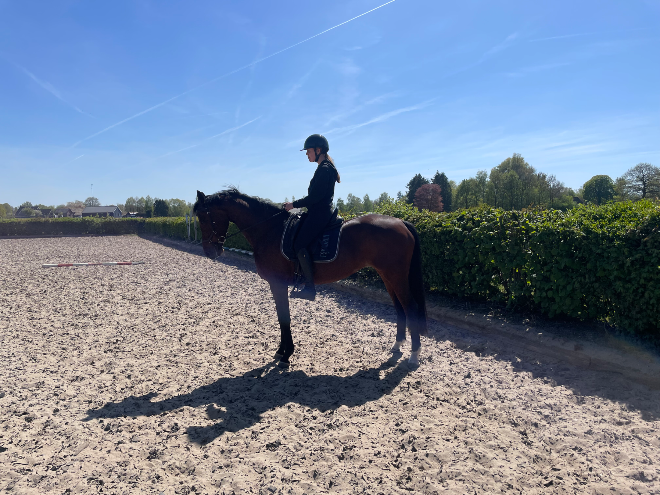 kwpn fokmerrie merrie 15 jaar donkerbruin te koop - Foto 3