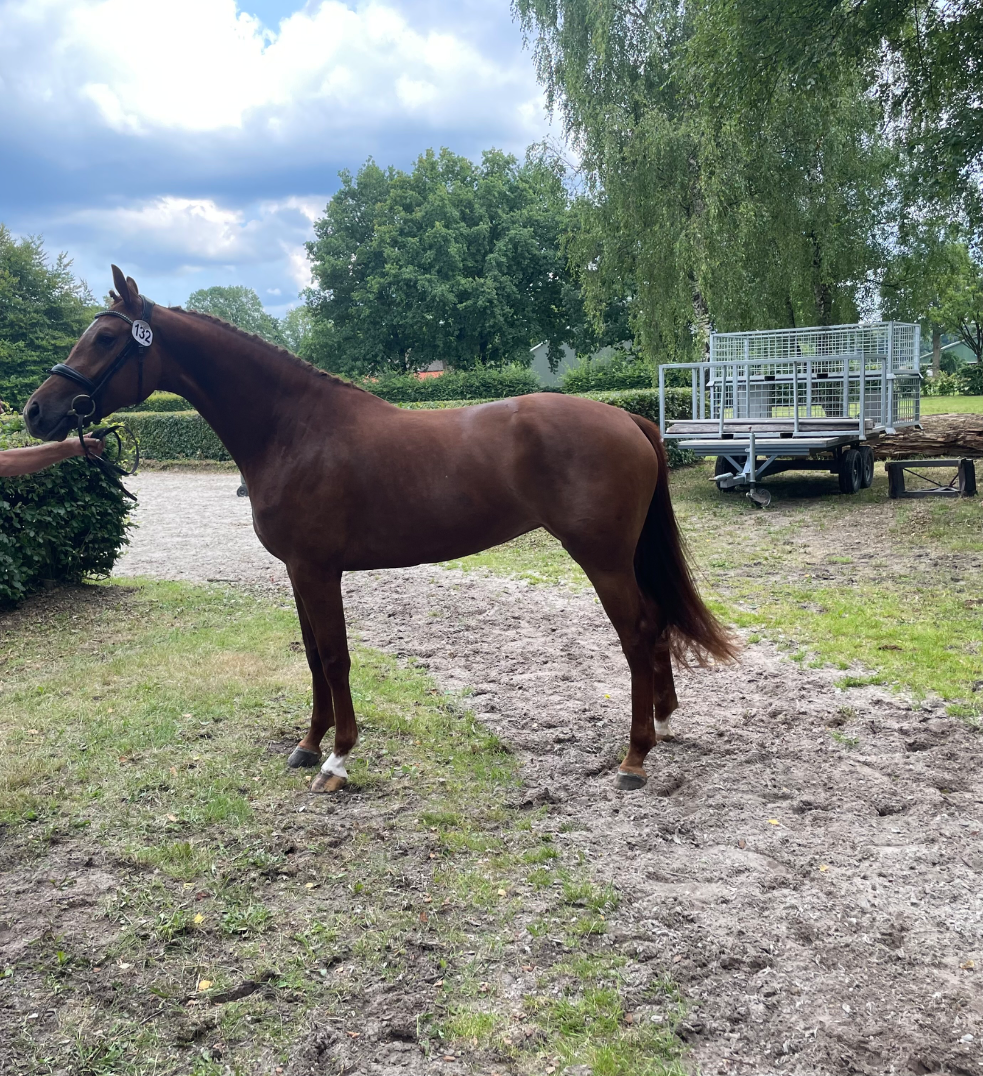 kwpn fokmerrie merrie 15 jaar donkerbruin te koop - Foto 5