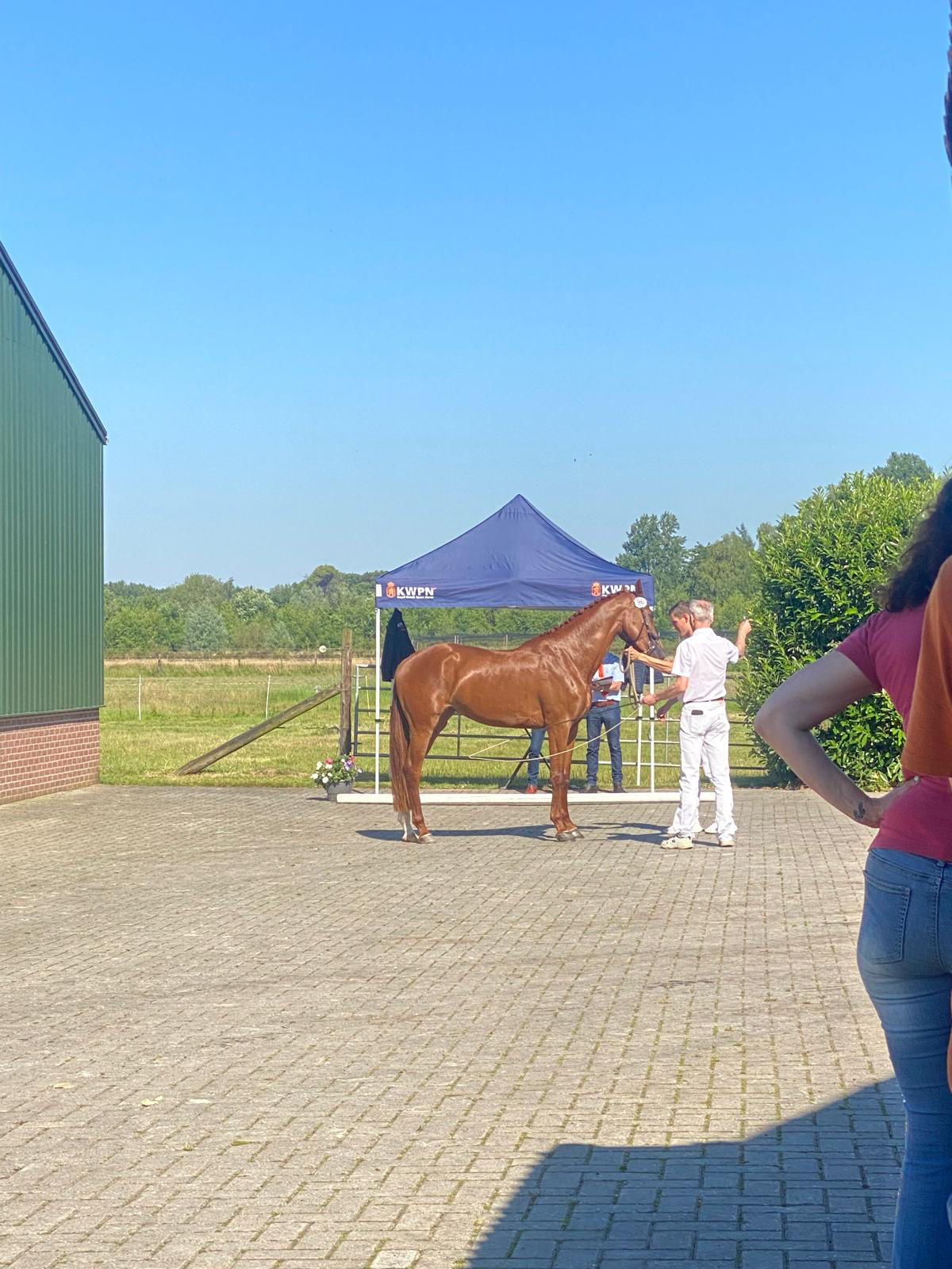 kwpn fokmerrie merrie 15 jaar donkerbruin te koop - Foto 6
