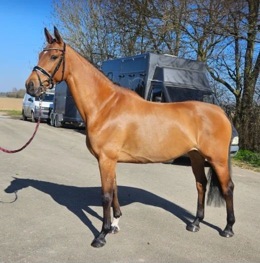 9-year-old dressage/broodmare - Photo 2