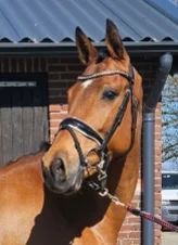 9-year-old dressage/broodmare - Main photo