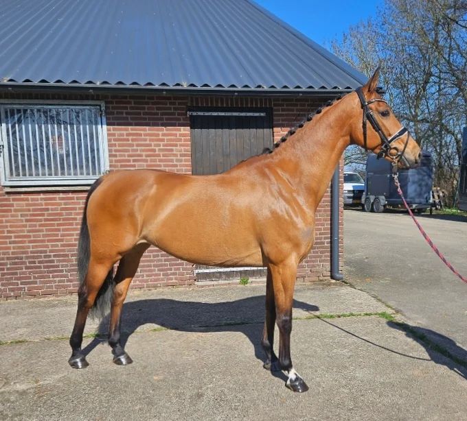 9-year-old dressage/broodmare - Photo 3