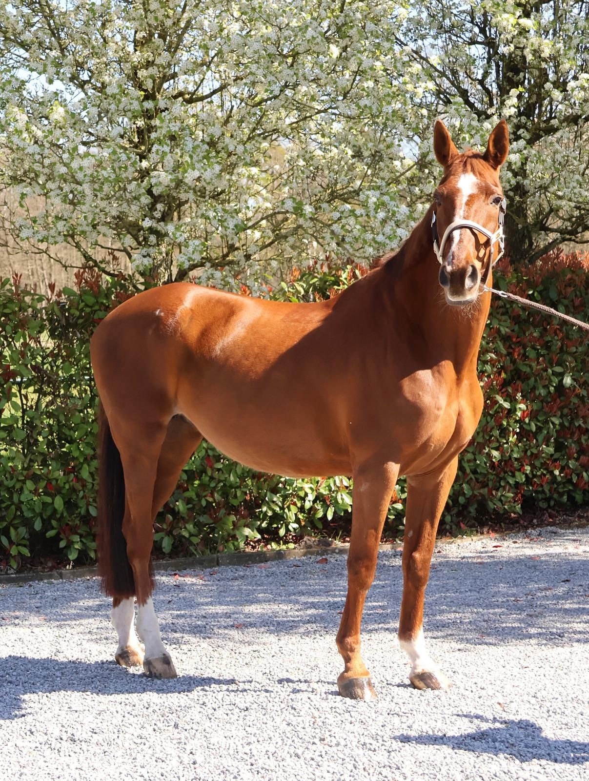 Loving mare for sale