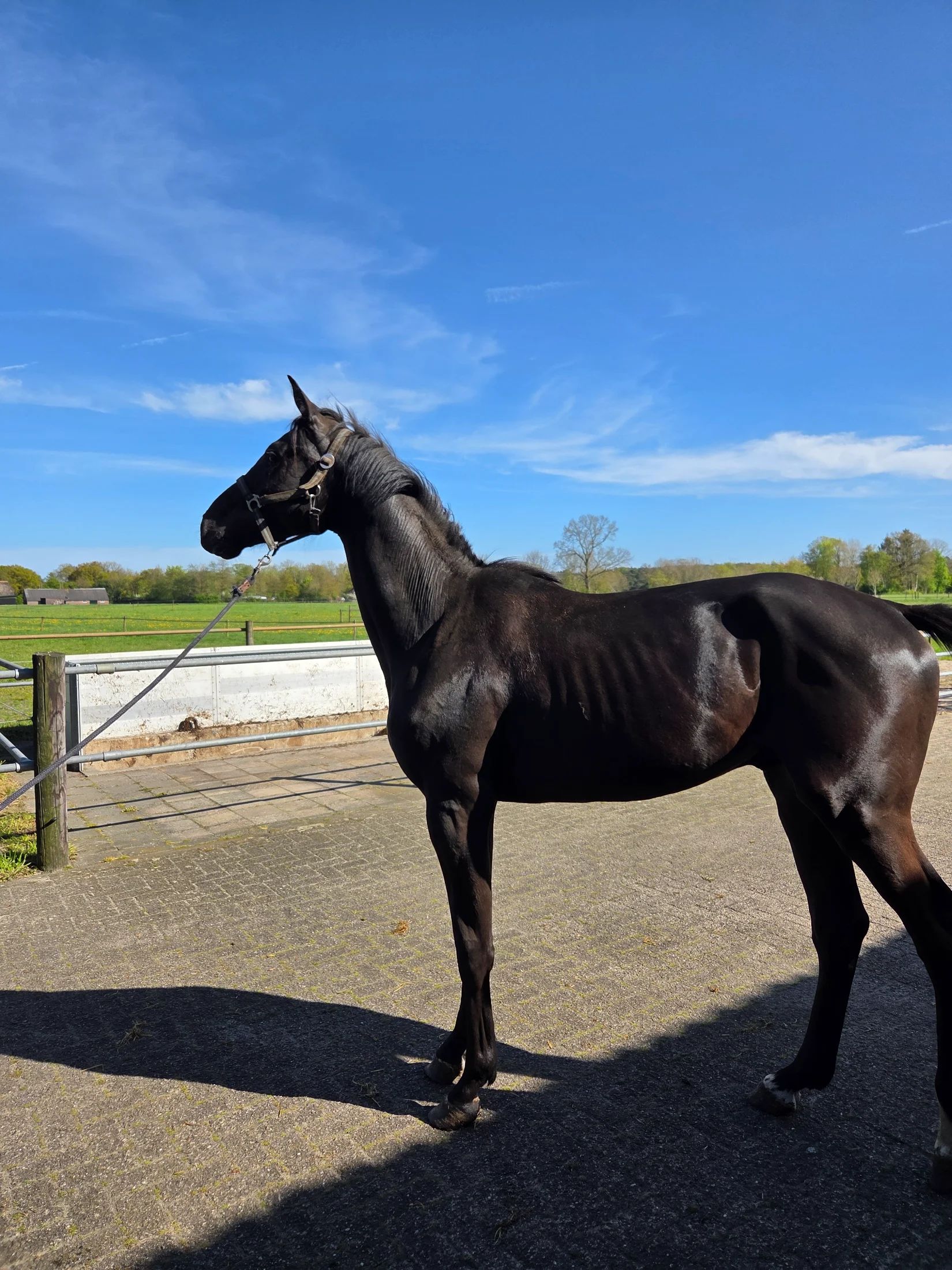 kwpn paard hengst 2 歳 andere-kleur 売り出し中 - 写真 2