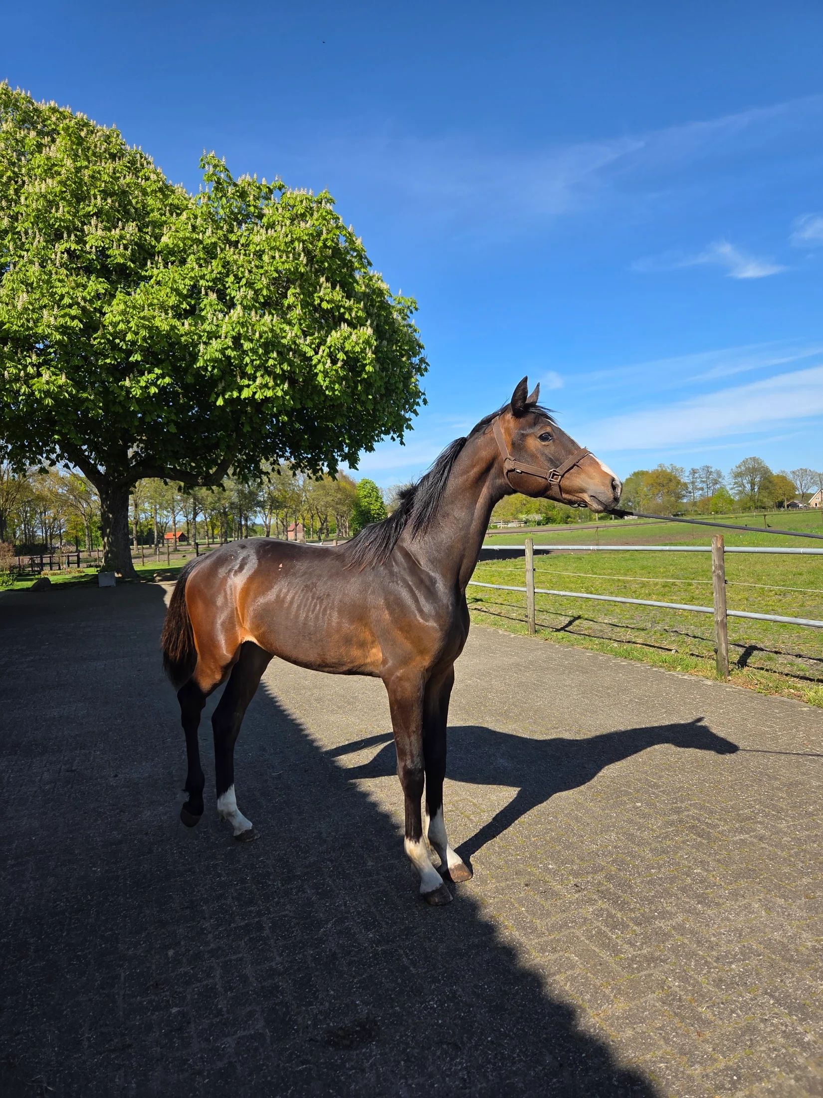 kwpn paard hengst 2 歳 bruin 売り出し中 - メイン写真