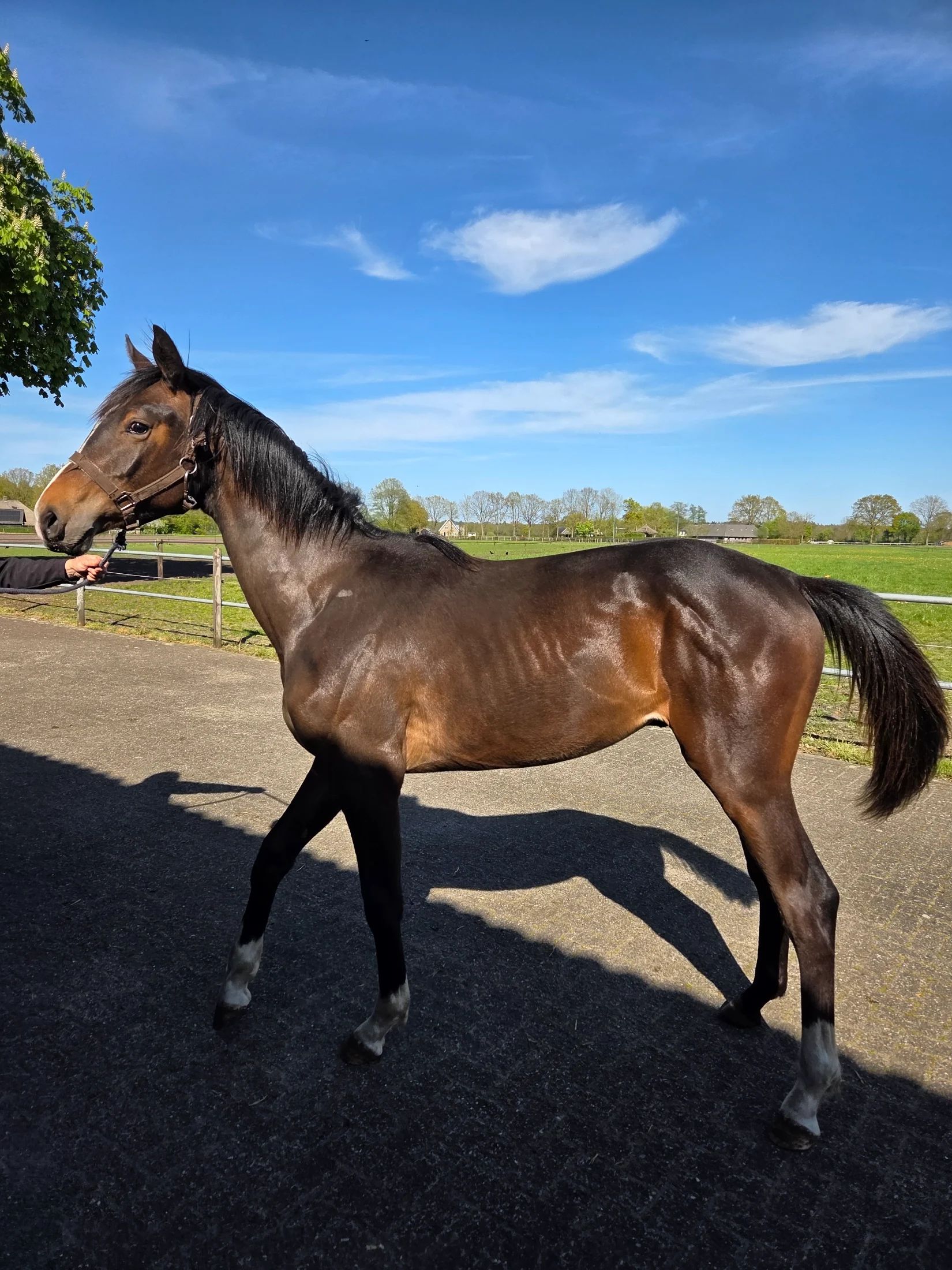 kwpn paard hengst 2 歳 bruin 売り出し中 - 写真 2