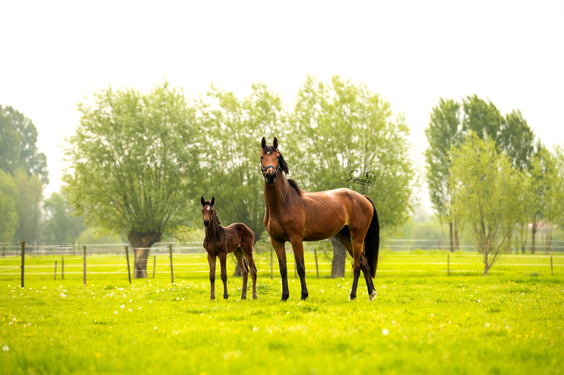 zangersheide springpaard merrie 6 jaar bruin te koop - Hoofdfoto