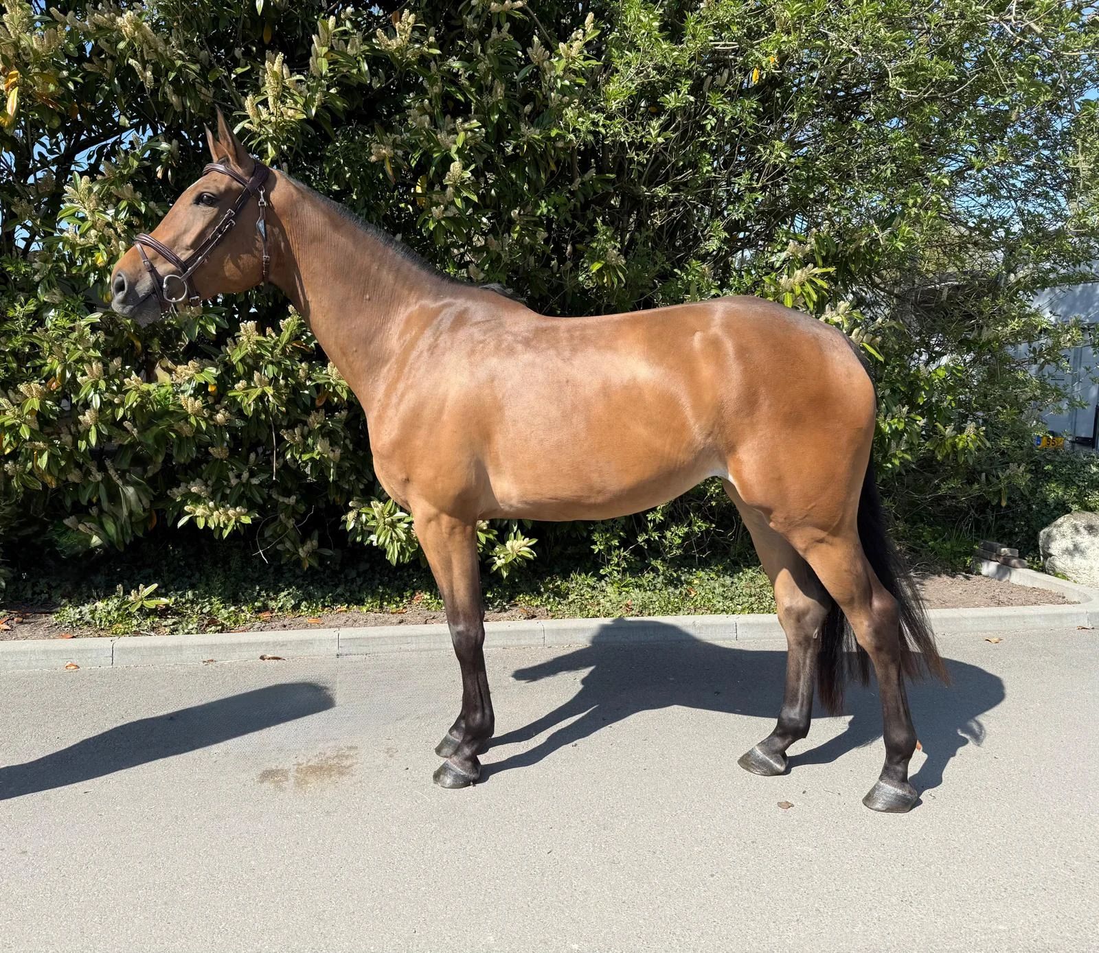 Talentvolle 4-jarige merrie Contagio Z x Cador