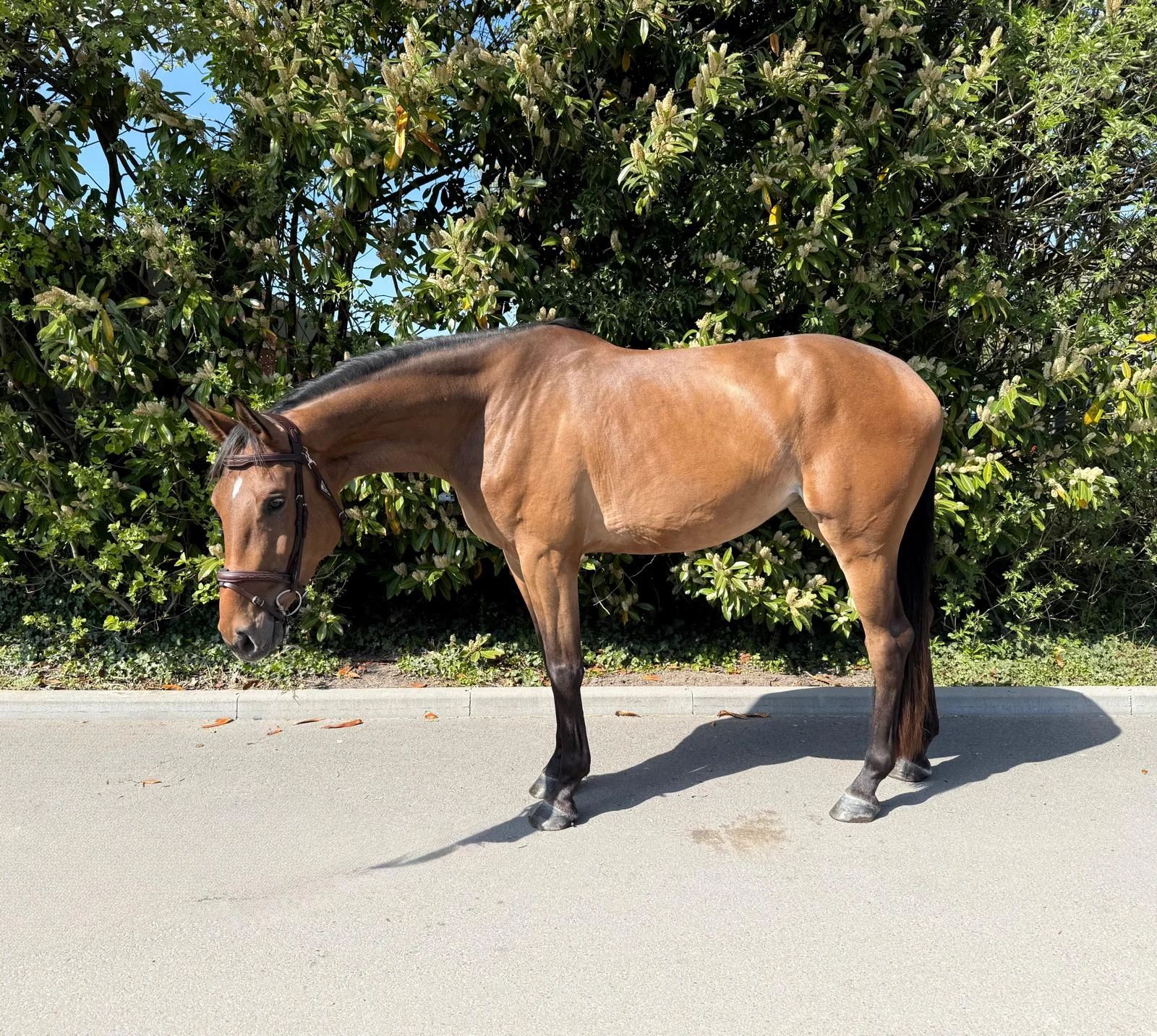 zangersheide springpaard merrie 4 years old bruin for sale - Photo 3