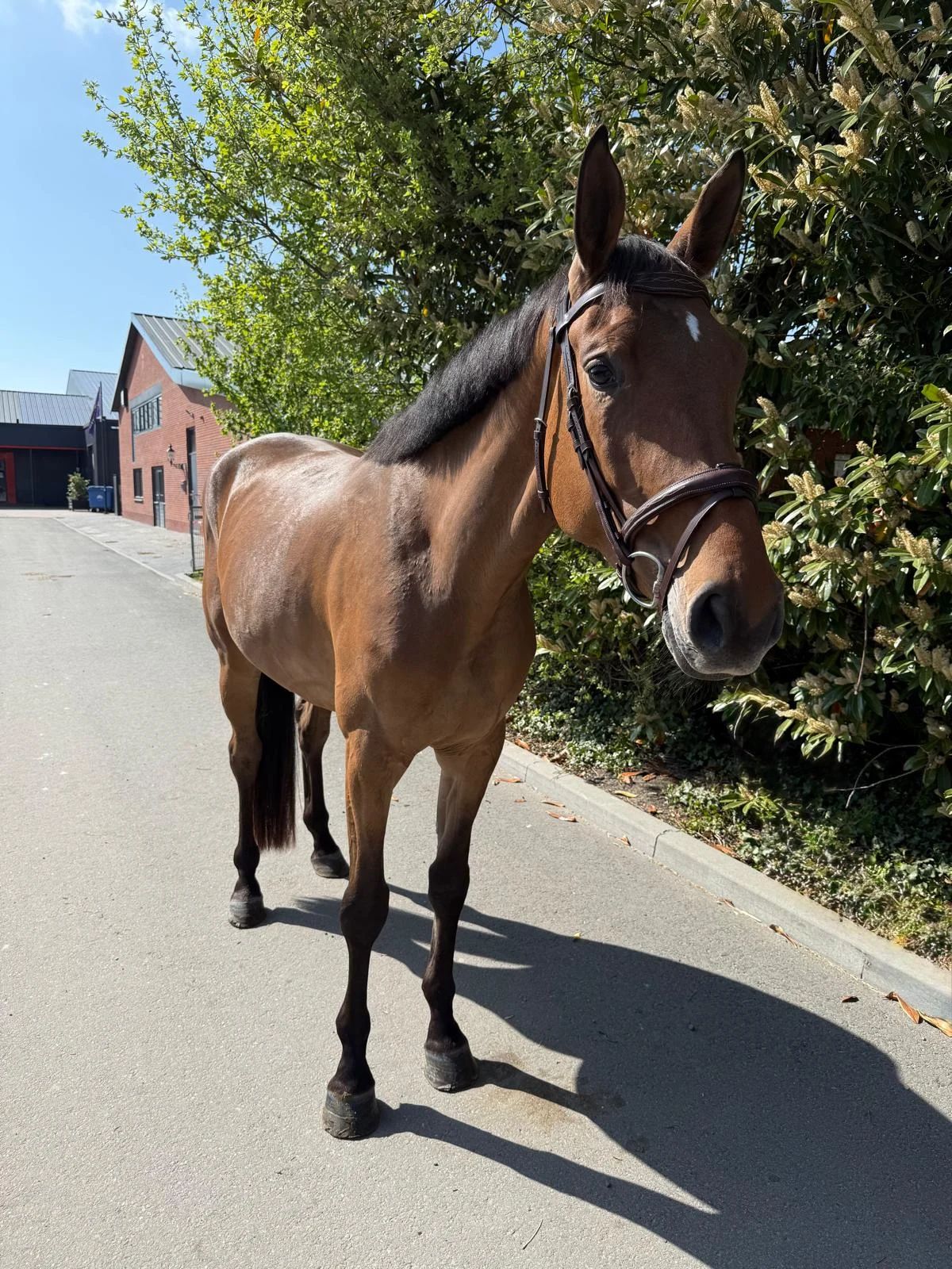 zangersheide springpaard merrie 4 years old bruin for sale - Photo 5