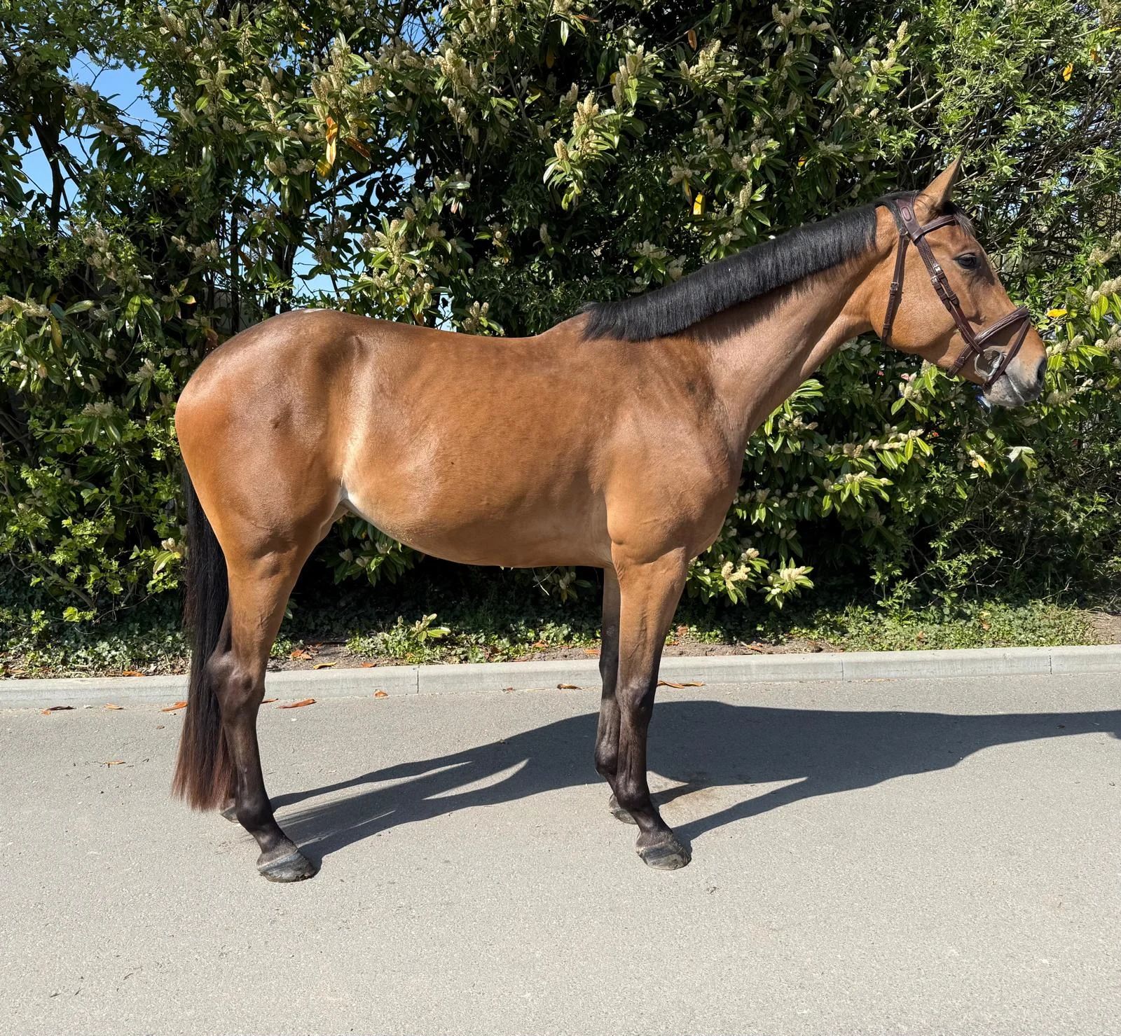 zangersheide springpaard merrie 4 years old bruin for sale - Photo 4
