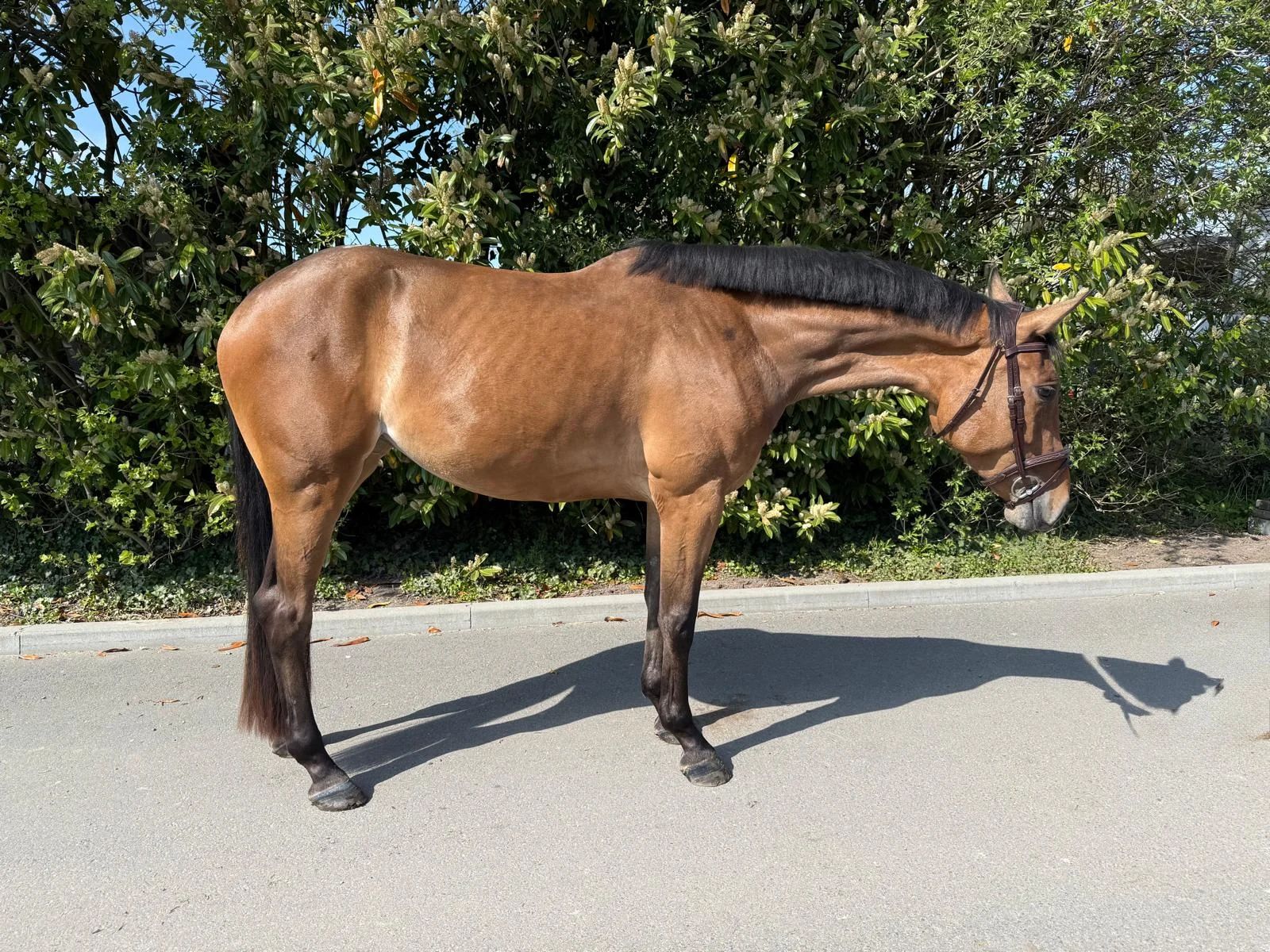 zangersheide springpaard merrie 4 years old bruin for sale - Photo 2