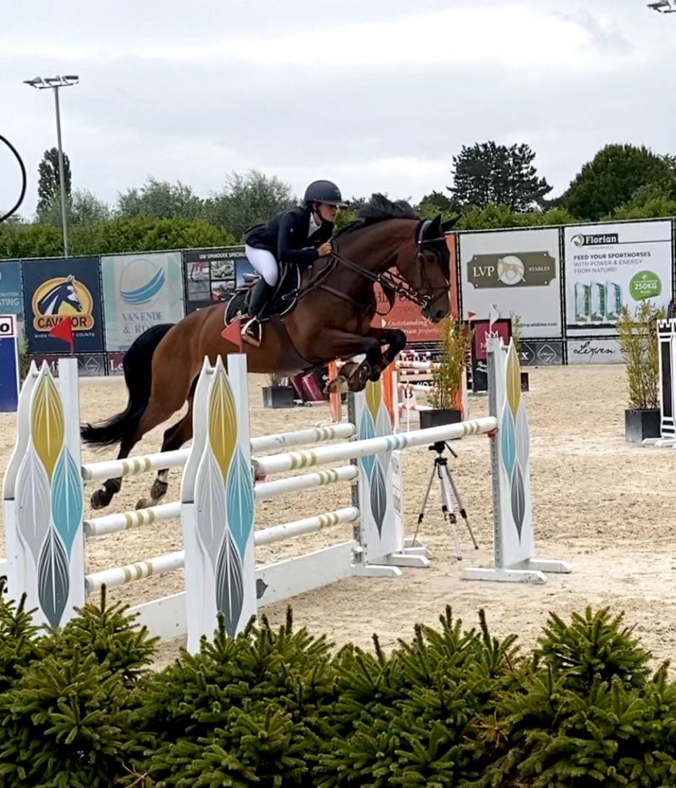 12-jarige BWP merrie