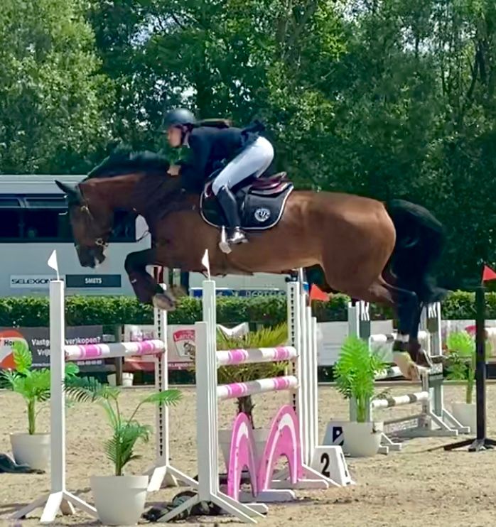 bwp springpaard merrie 12 år donkerbruin till salu - Foto 2