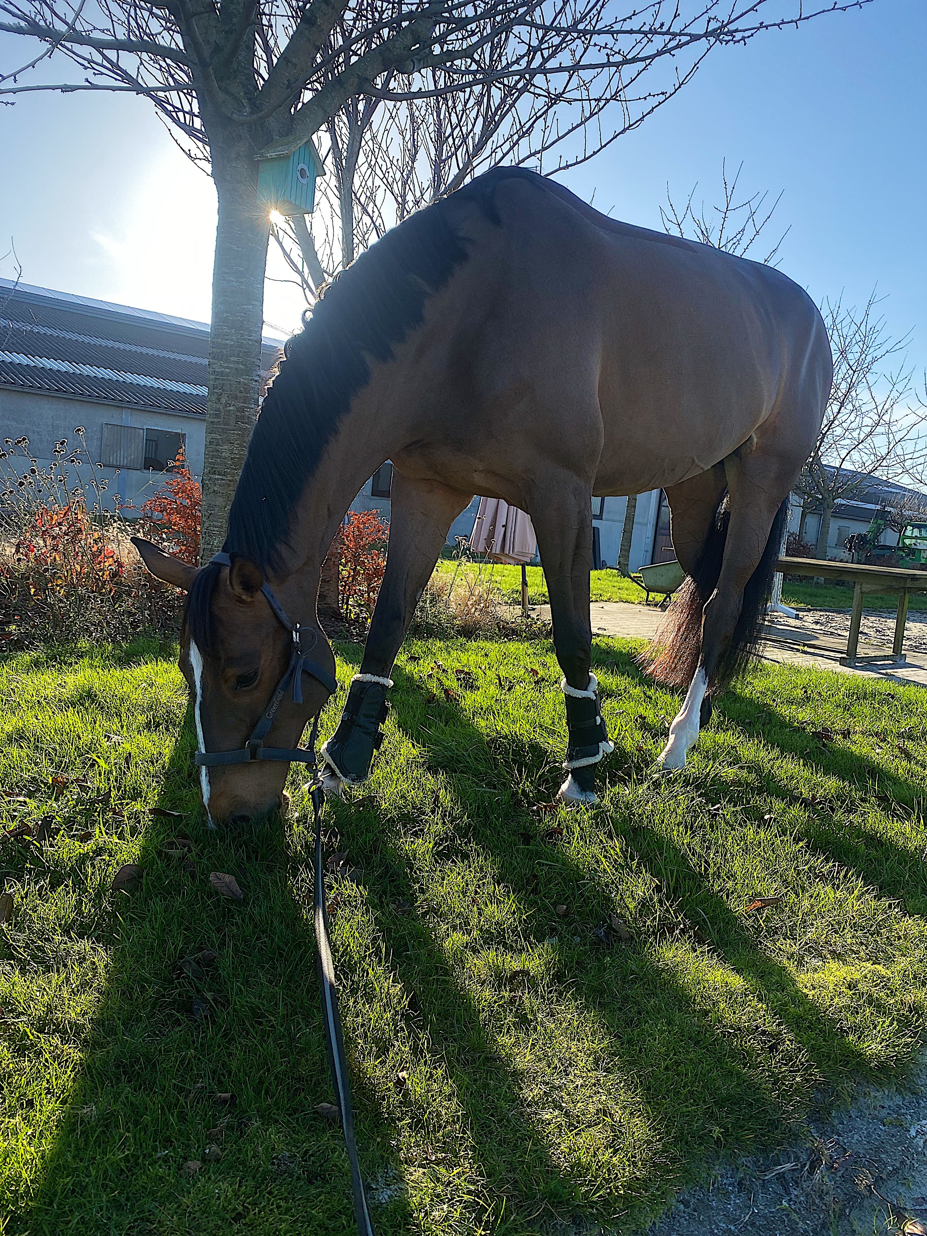 bwp springpaard merrie 12 år donkerbruin till salu - Foto 3