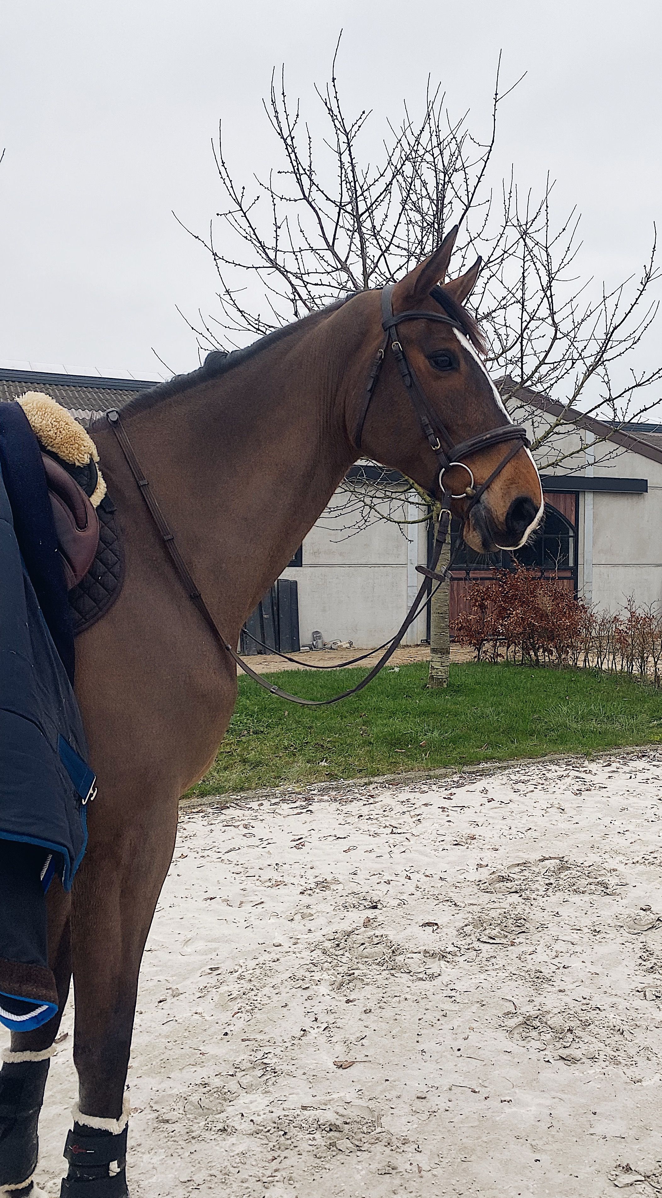bwp springpaard merrie 12 år donkerbruin till salu - Foto 4