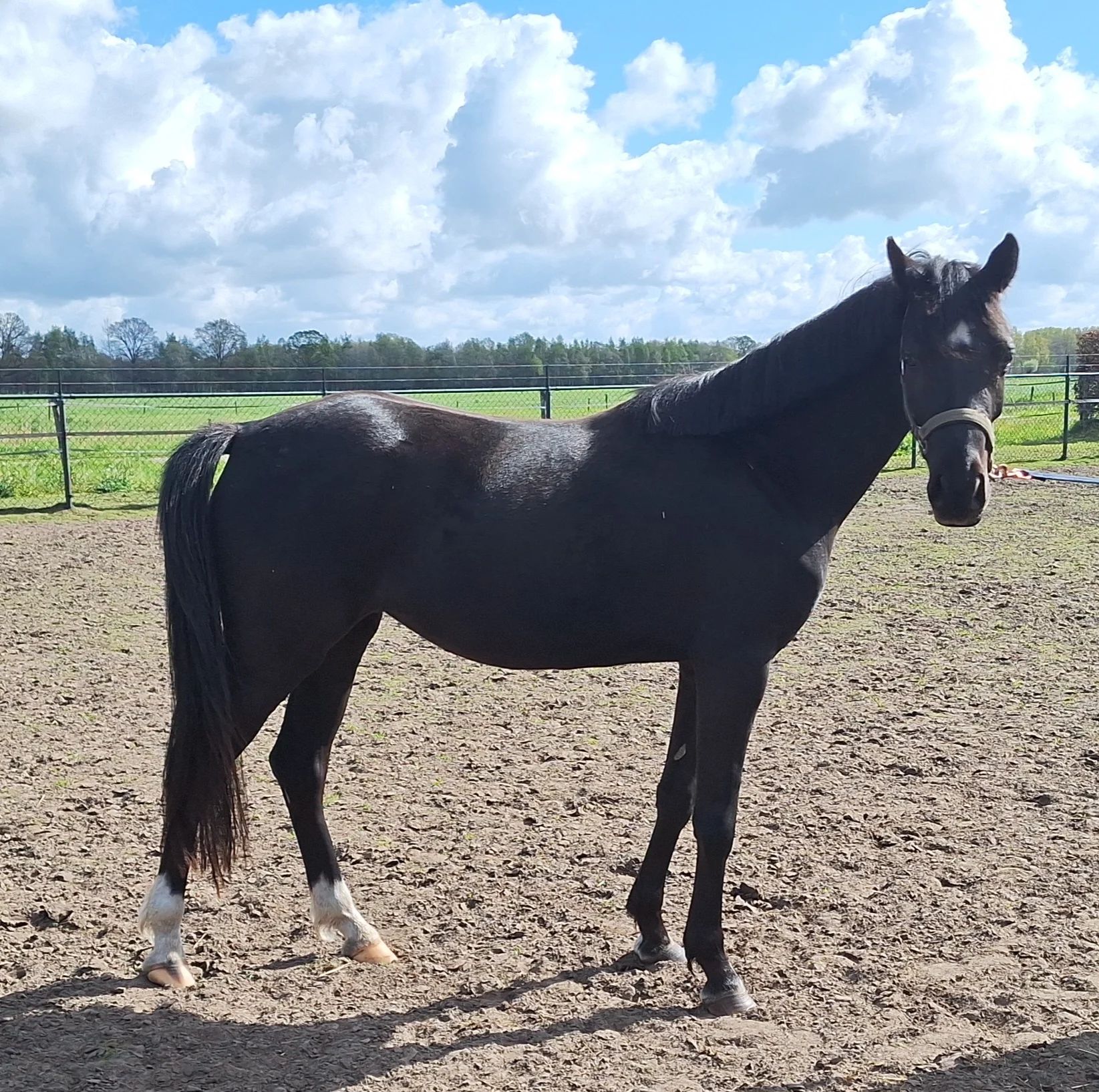 welsh dressuurpony merrie 3 años zwart en venta - Foto 4