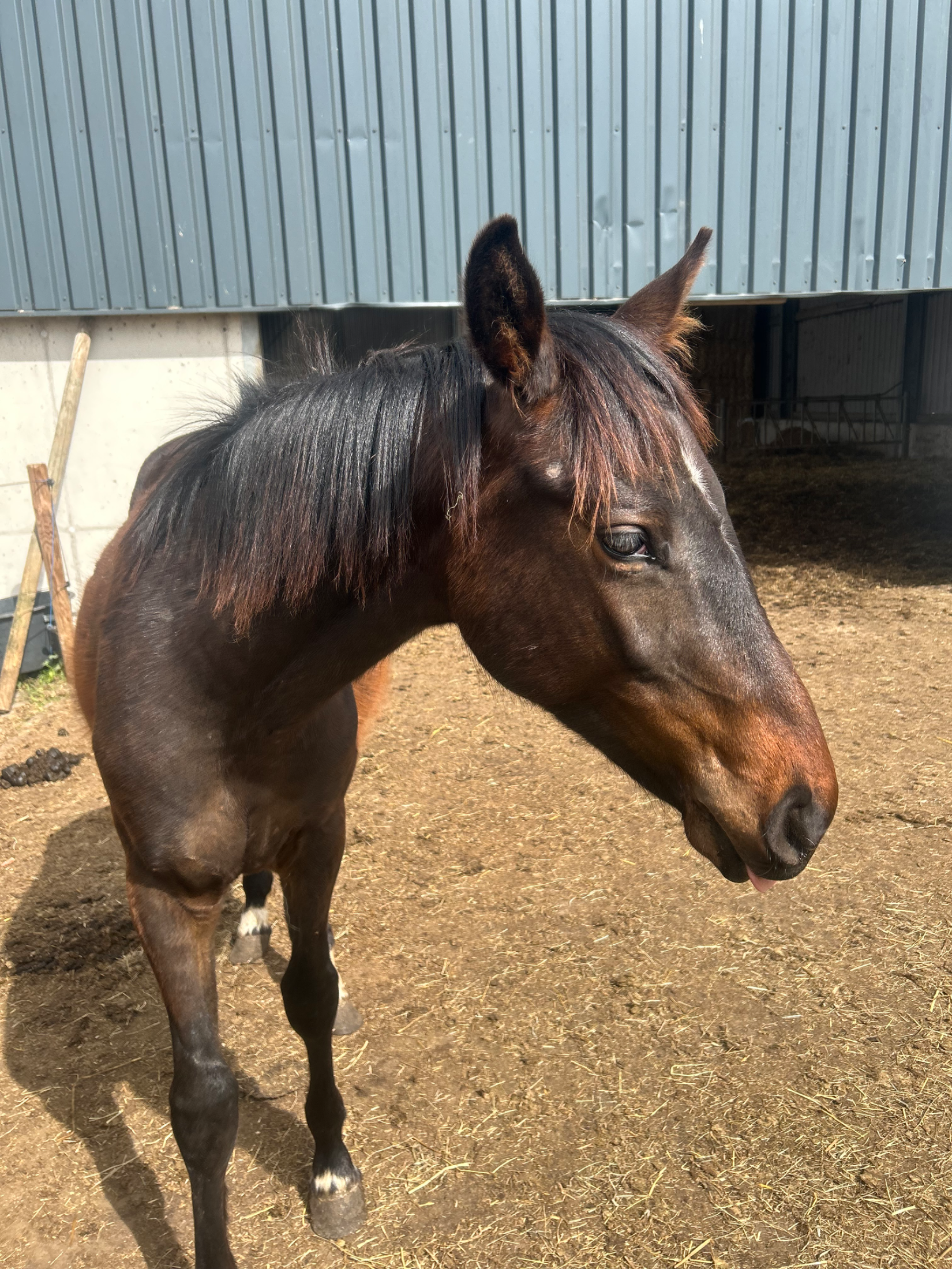 kwpn springpaard hengst 1 lat donkerbruin na sprzedaż - Zdjęcie główne