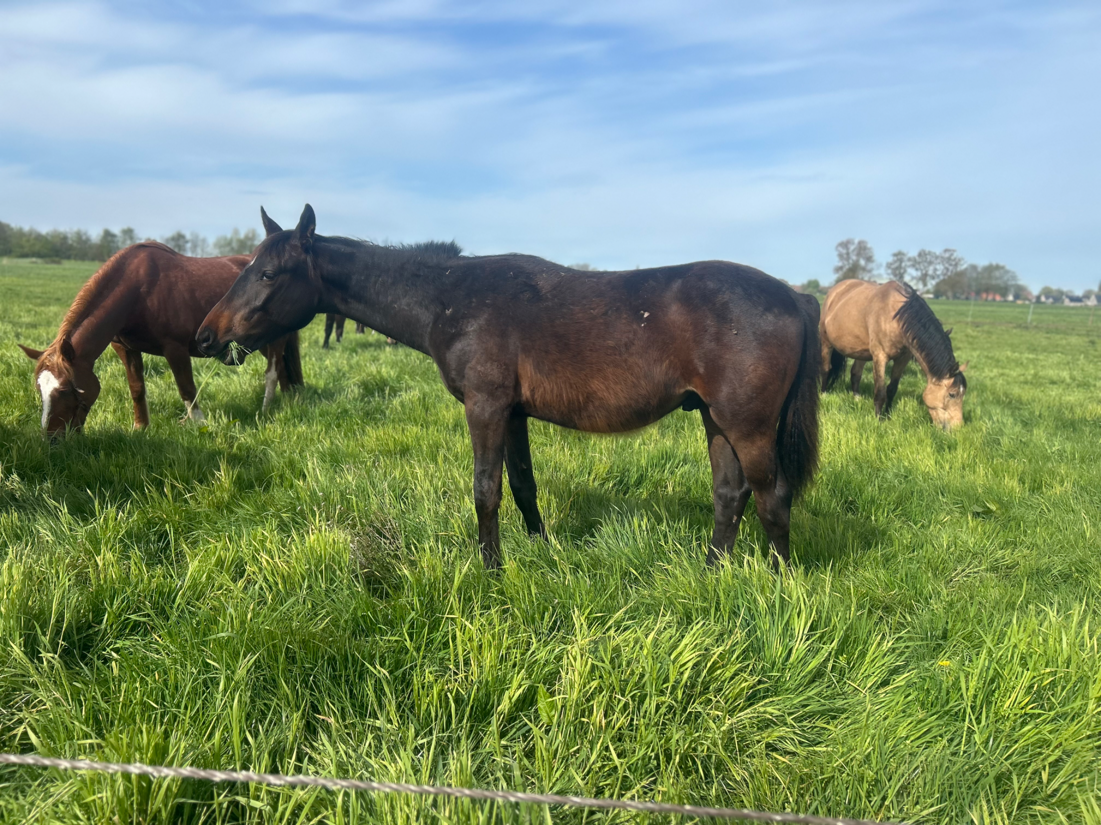 kwpn springpaard hengst 1 lat donkerbruin na sprzedaż - Zdjęcie 3