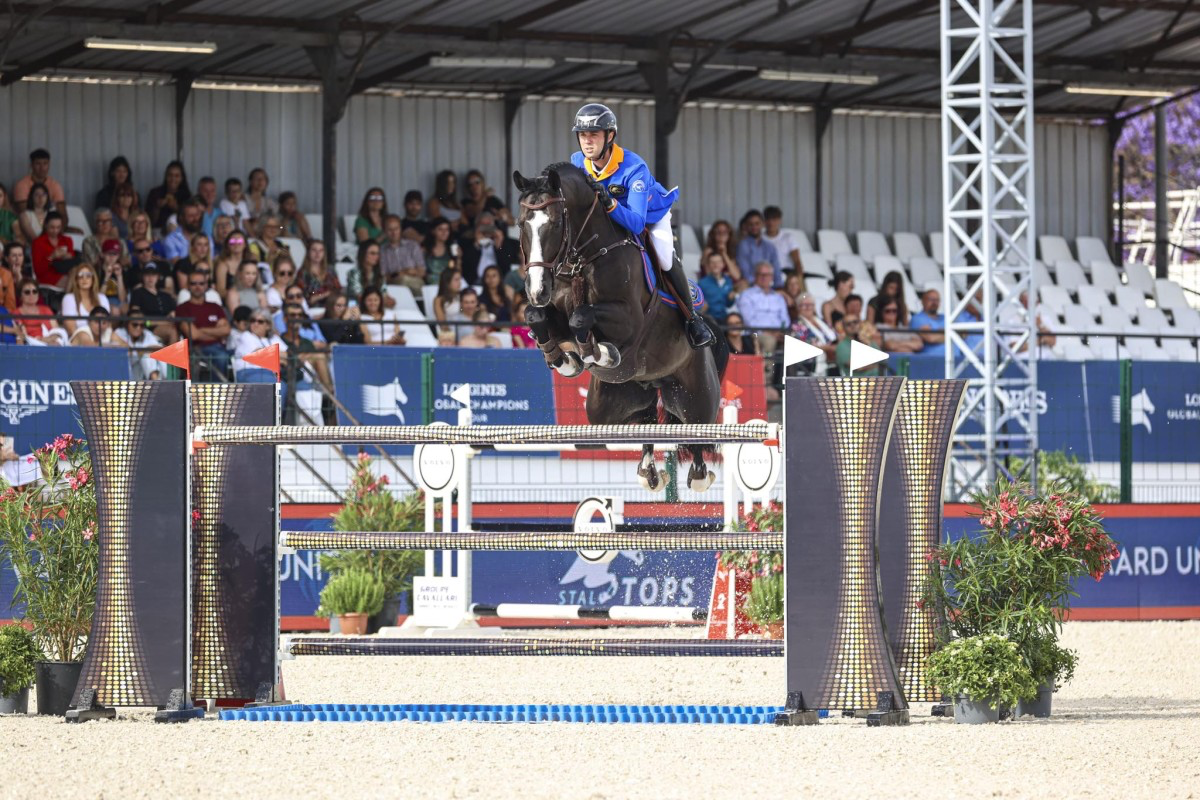 kwpn springpaard hengst 1 lat donkerbruin na sprzedaż - Zdjęcie 4