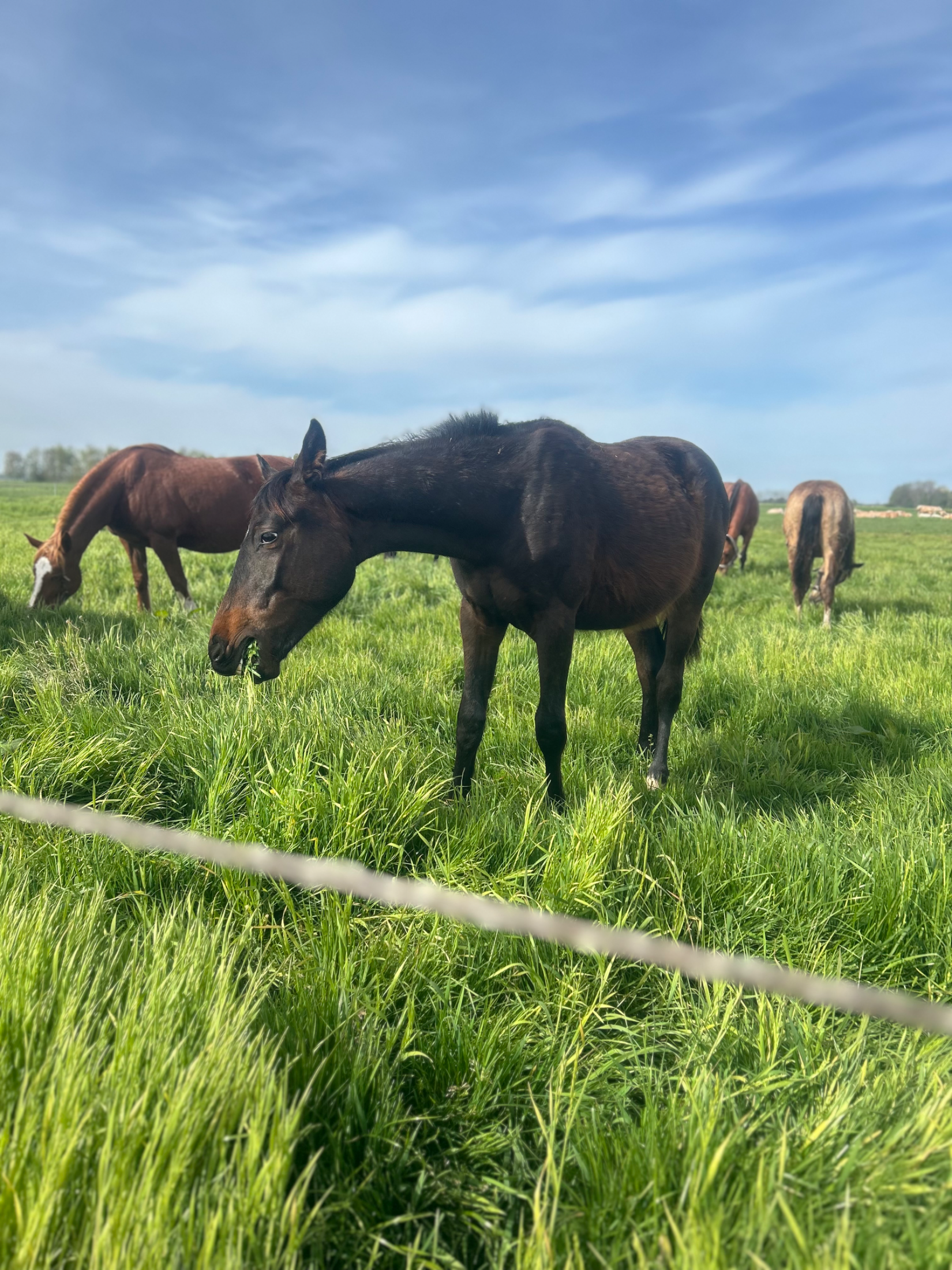 kwpn springpaard hengst 1 lat donkerbruin na sprzedaż - Zdjęcie 2