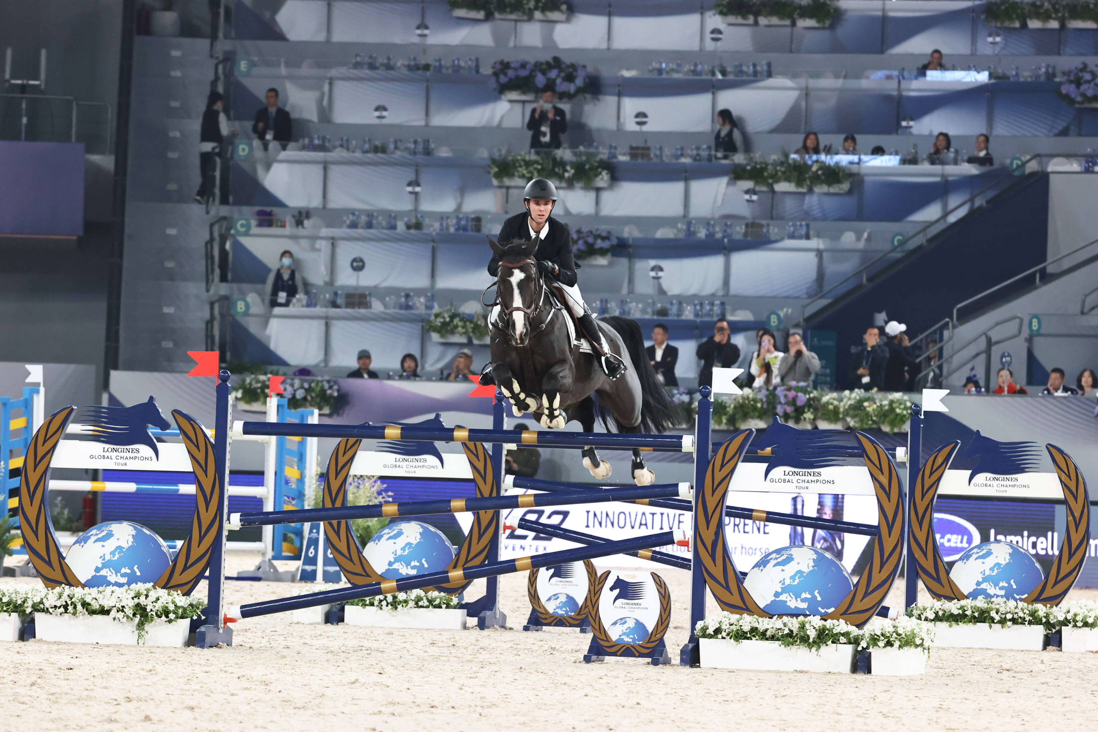 kwpn springpaard hengst 1 lat donkerbruin na sprzedaż - Zdjęcie 5