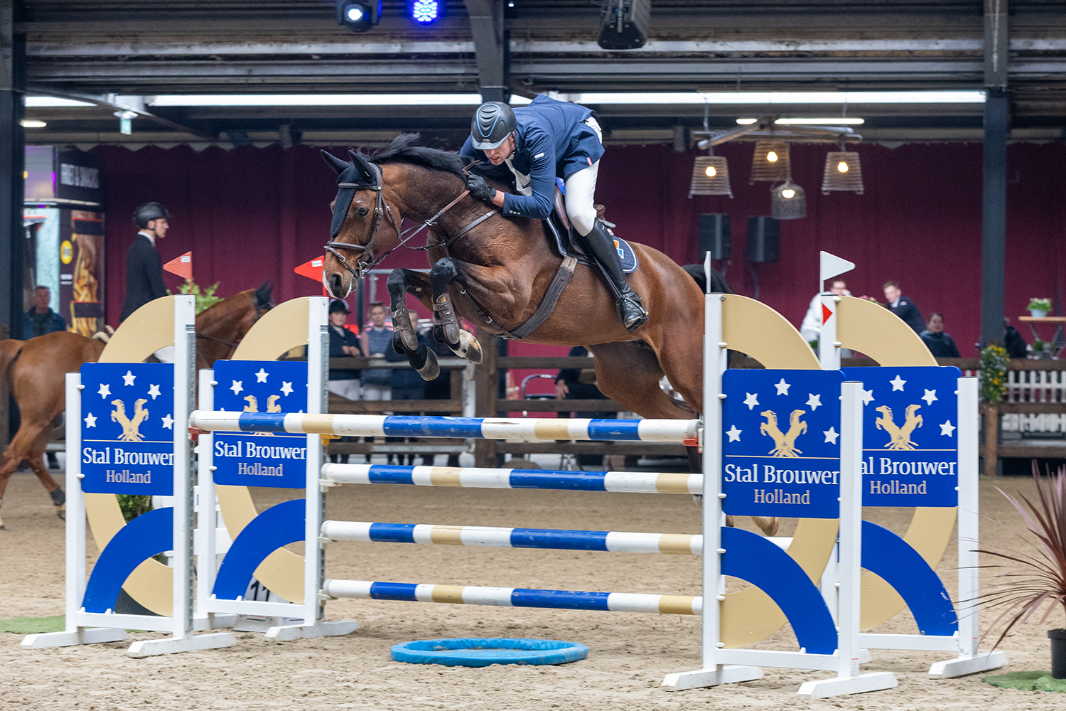 Oldenburger Springpferd springpaard merrie donkerbruin for sale - Main photo