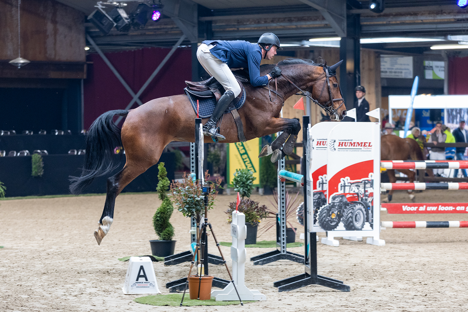 Oldenburger Springpferd springpaard merrie donkerbruin for sale - Photo 3