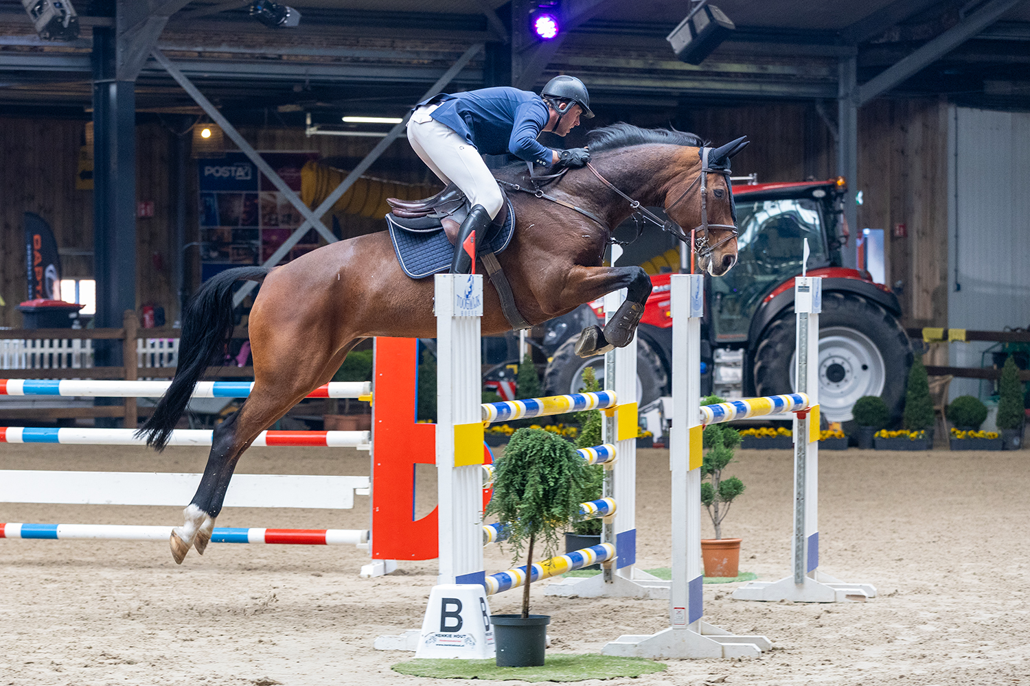 Oldenburger Springpferd springpaard merrie donkerbruin for sale - Photo 2
