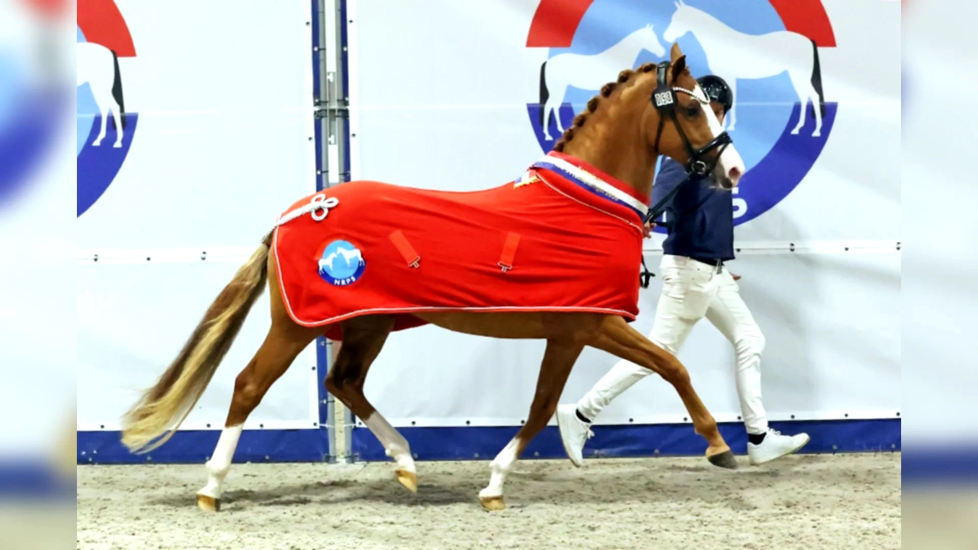 ander dressuurpony hengst 3 anos vos à venda - Foto 3