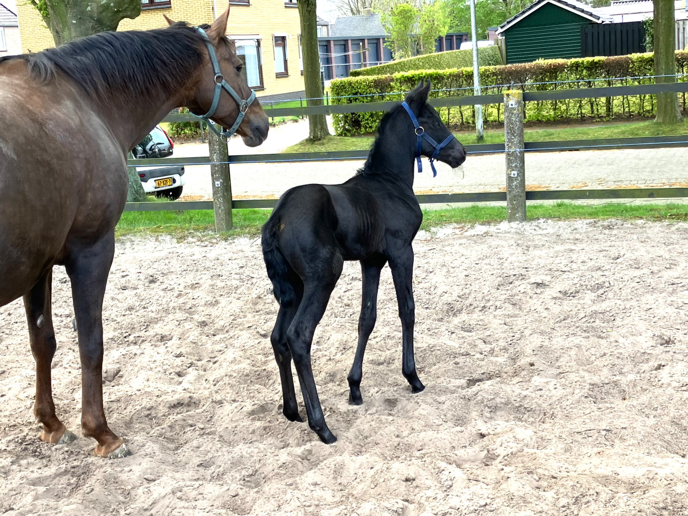 kwpn dressuurpaard merrie 12 歳 zwart 売り出し中 - 写真 3