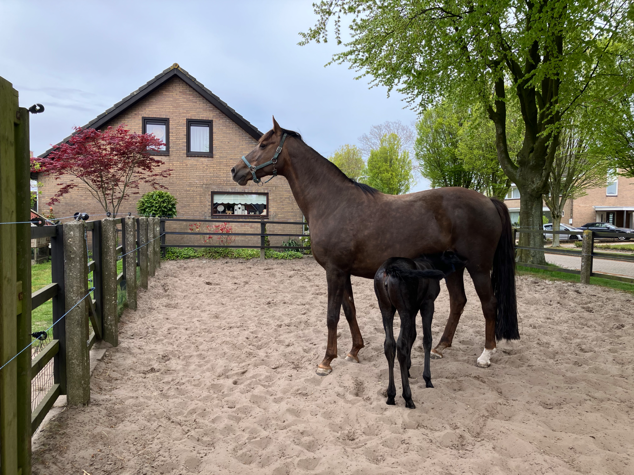 kwpn dressuurpaard merrie 12 歳 zwart 売り出し中 - 写真 5
