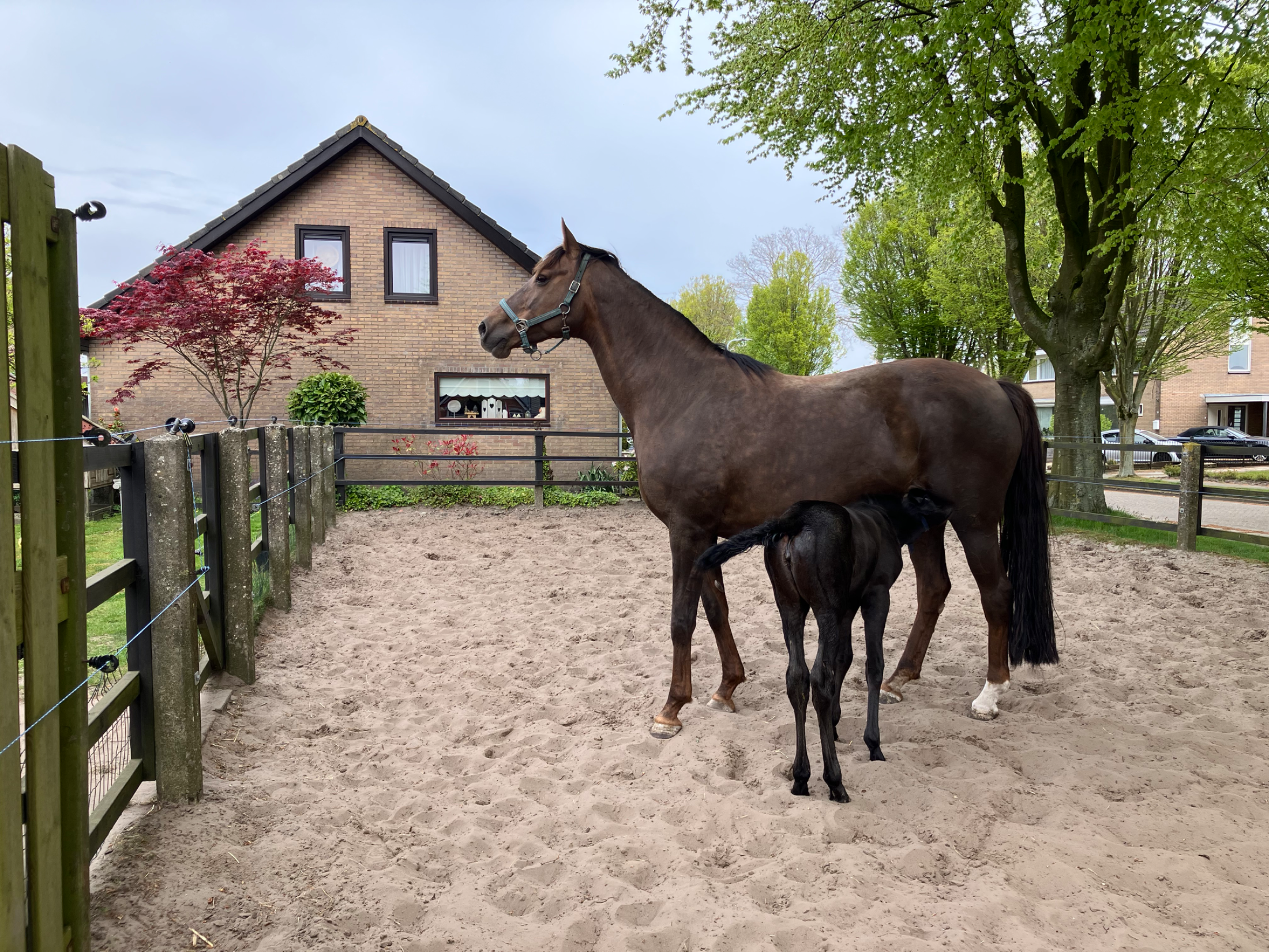 kwpn dressuurpaard merrie 12 歳 zwart 売り出し中 - 写真 4
