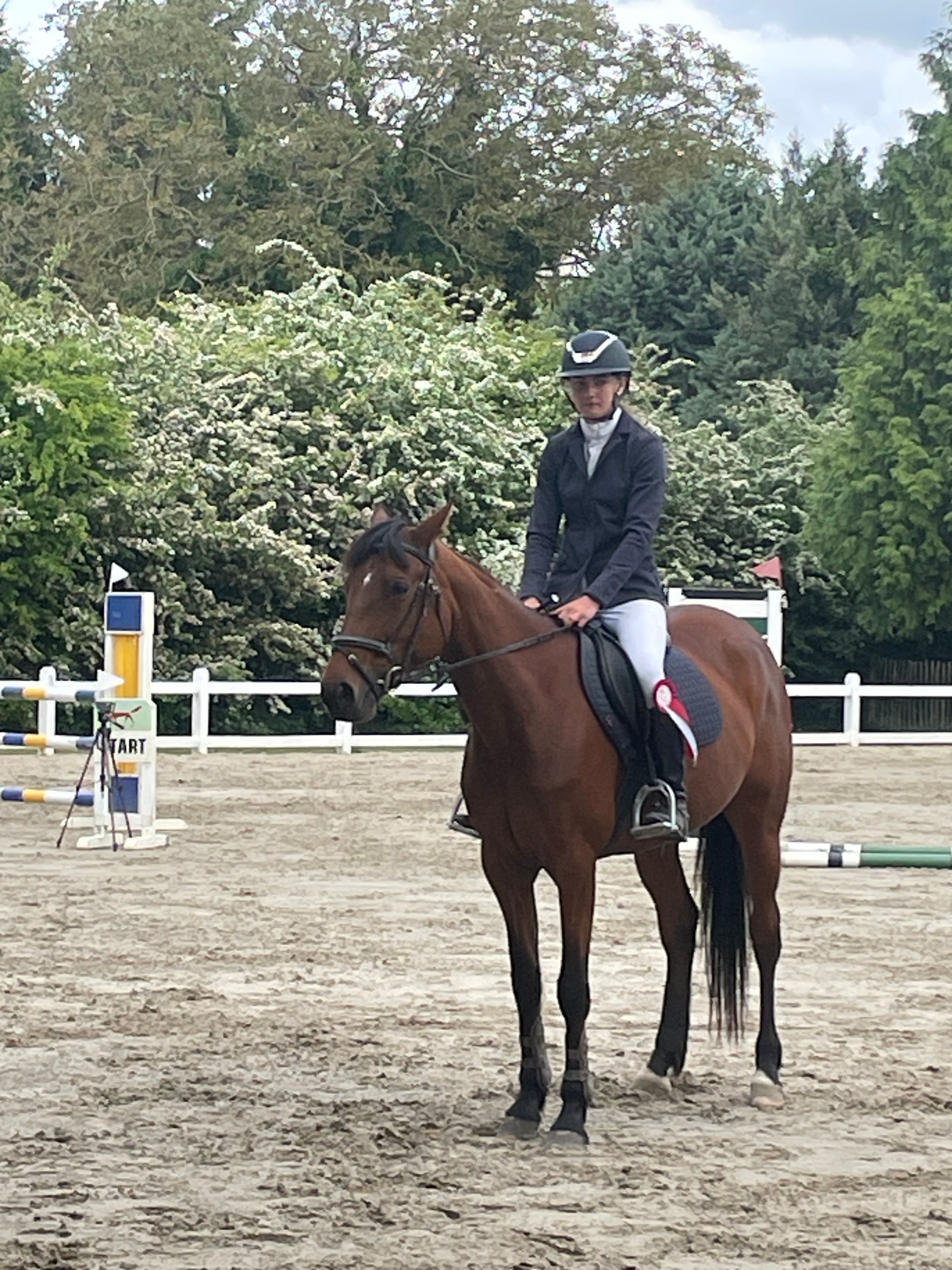 ander springpaard merrie 8 years old bruin for sale - Photo 2