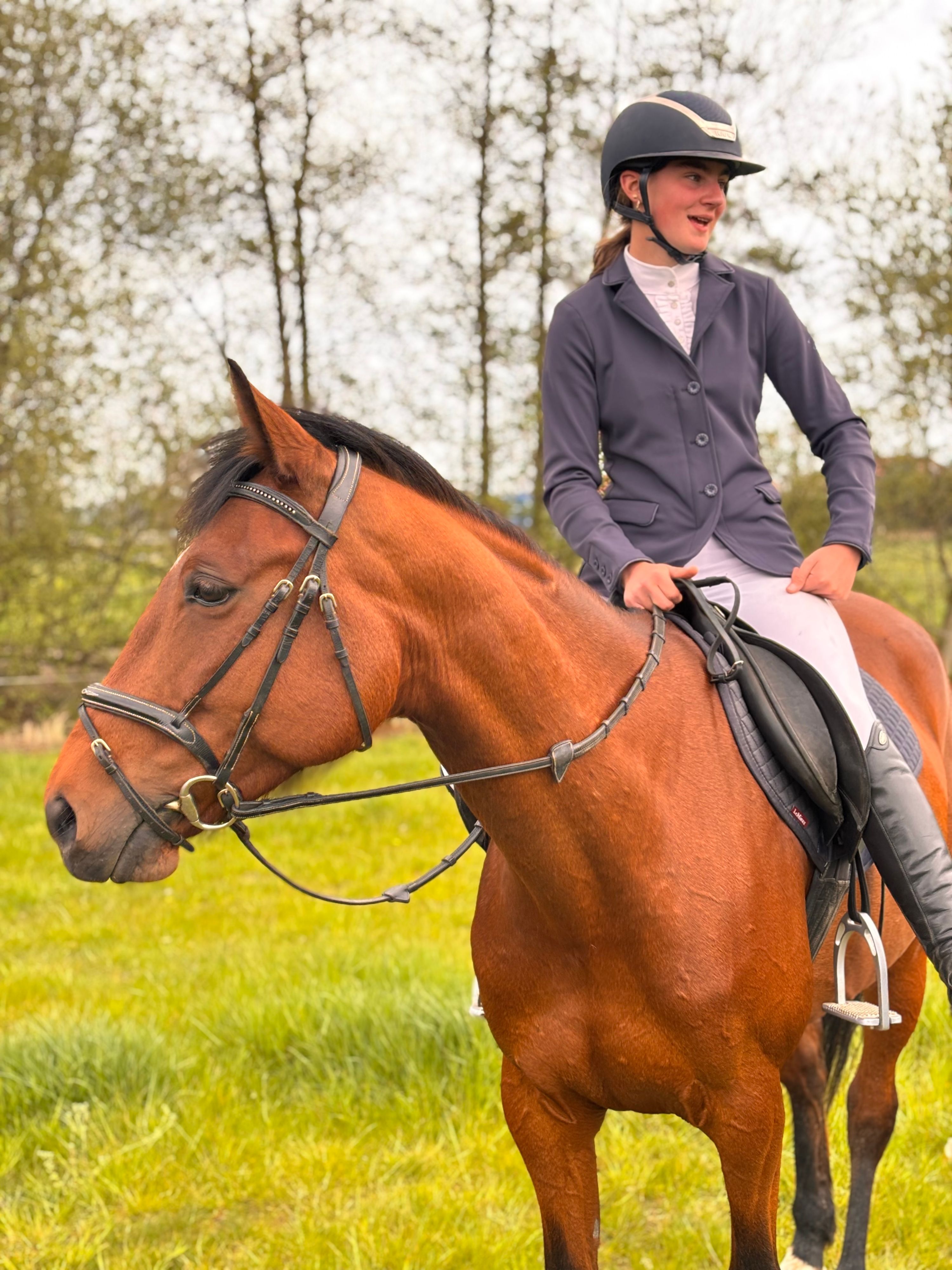 ander springpaard merrie 8 years old bruin for sale - Main photo