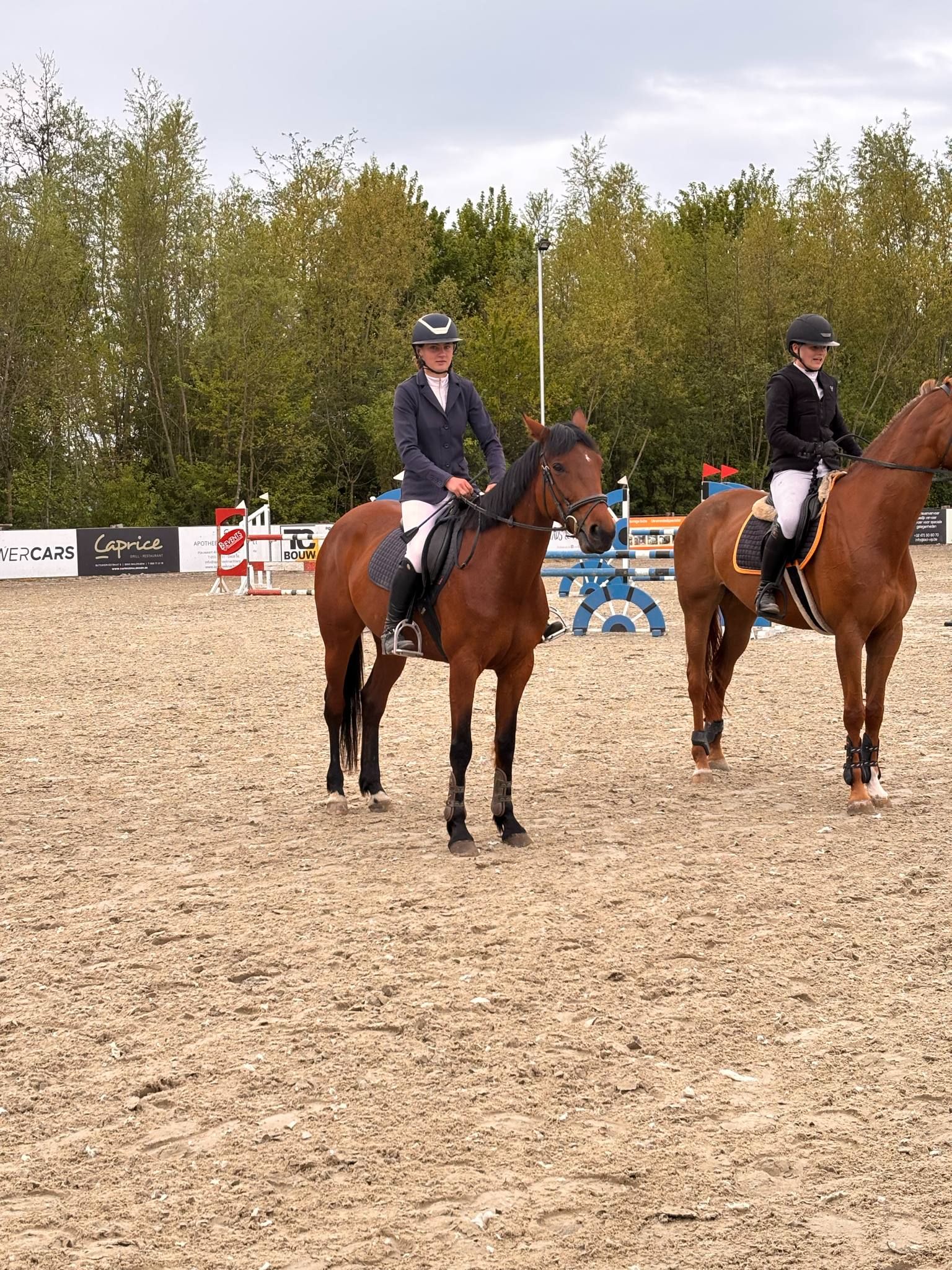 ander springpaard merrie 8 years old bruin for sale - Photo 4