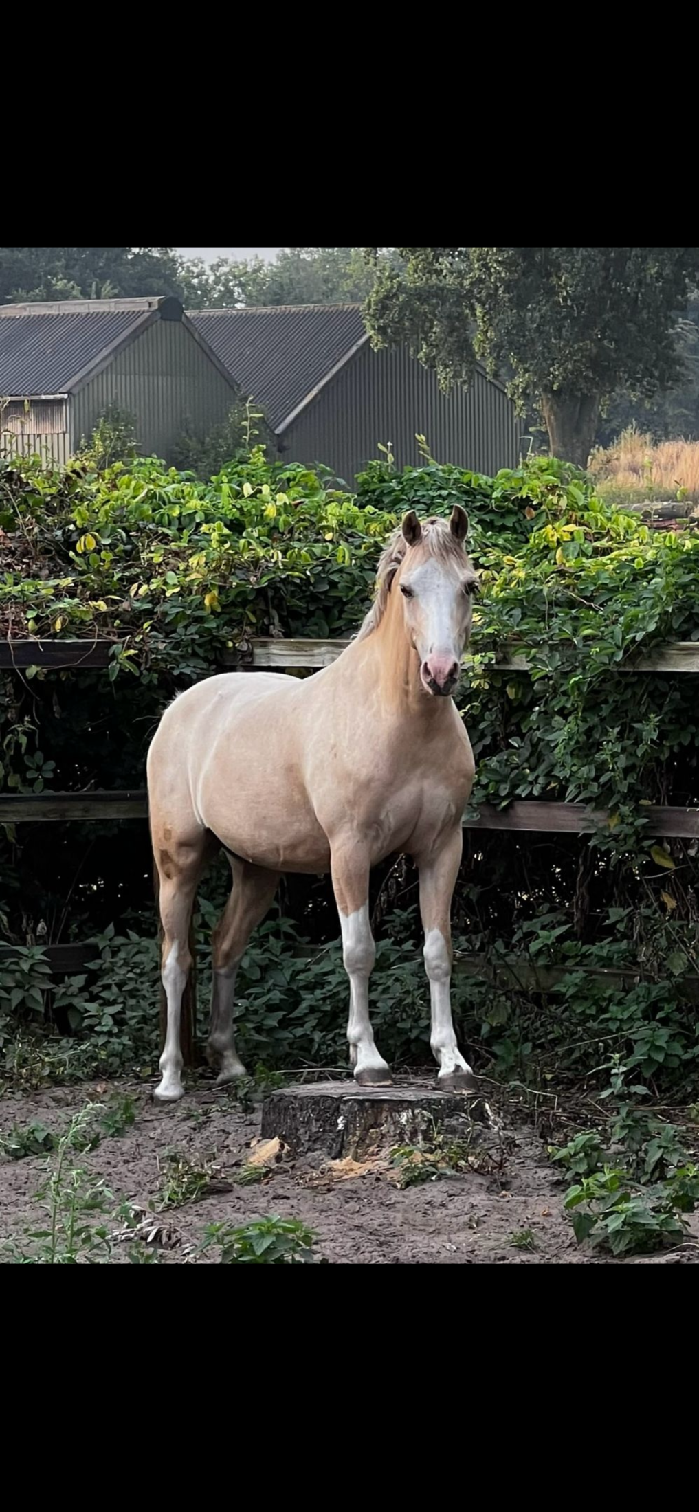 welsh-cob dressuurpony ruin 9 años palomino en venta - Foto 2