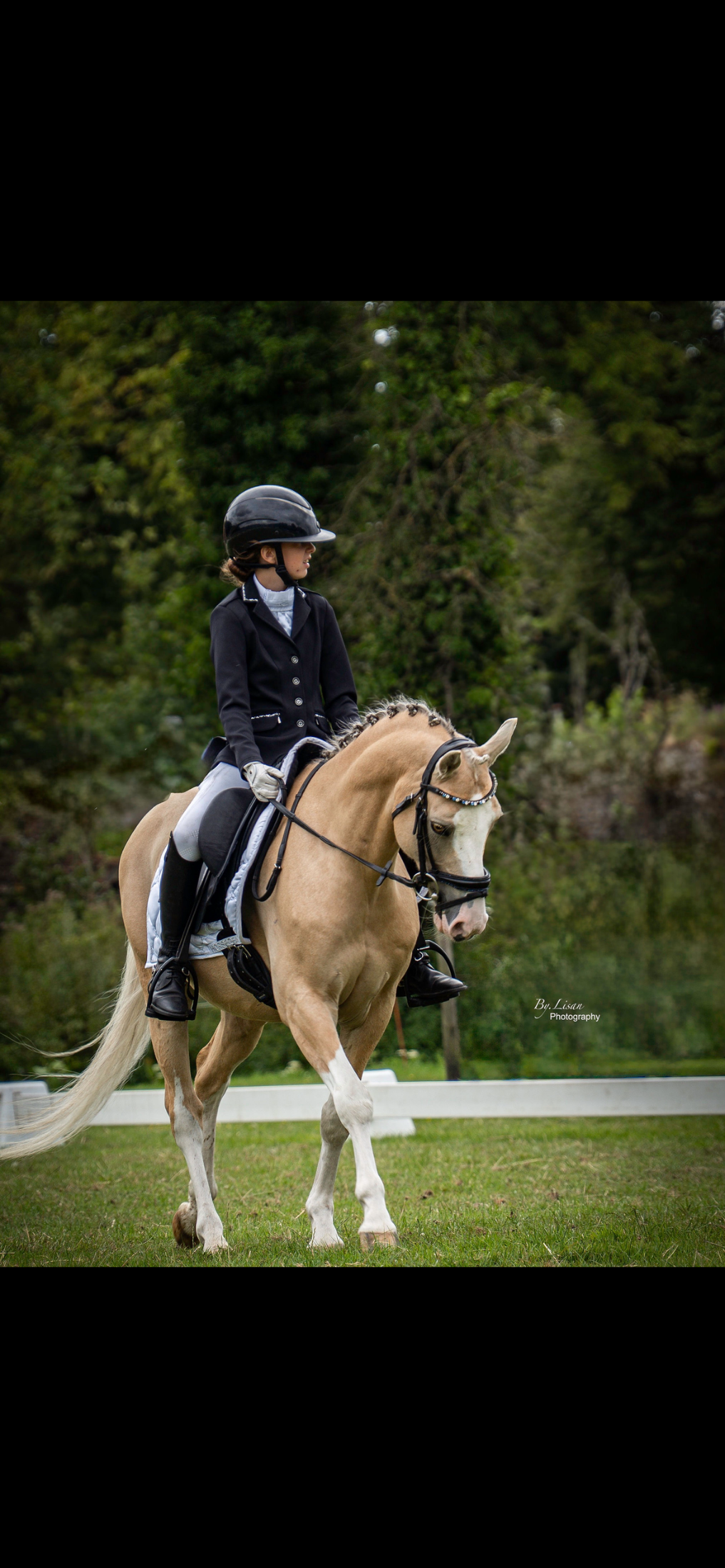 welsh-cob dressuurpony ruin 9 años palomino en venta - Foto 4
