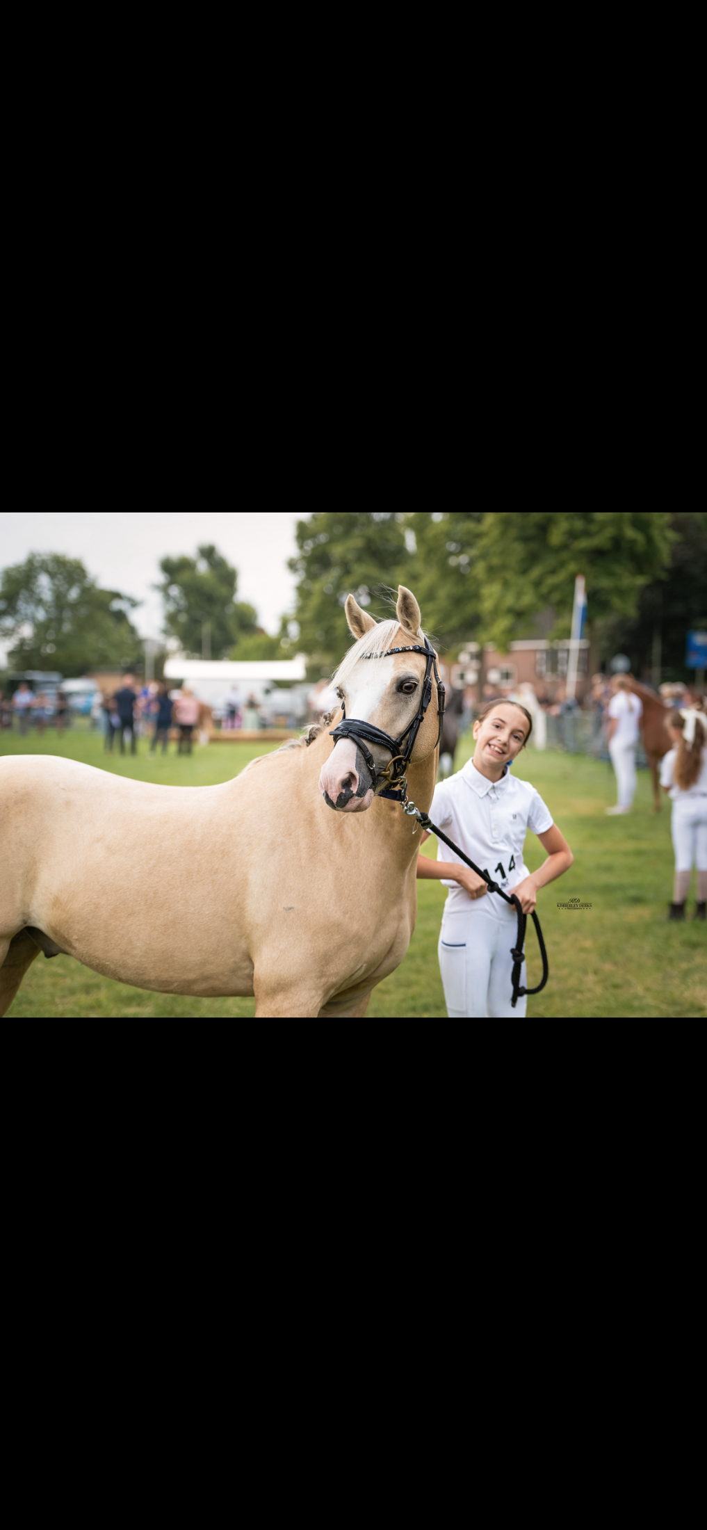 welsh-cob dressuurpony ruin 9 años palomino en venta - Foto 6