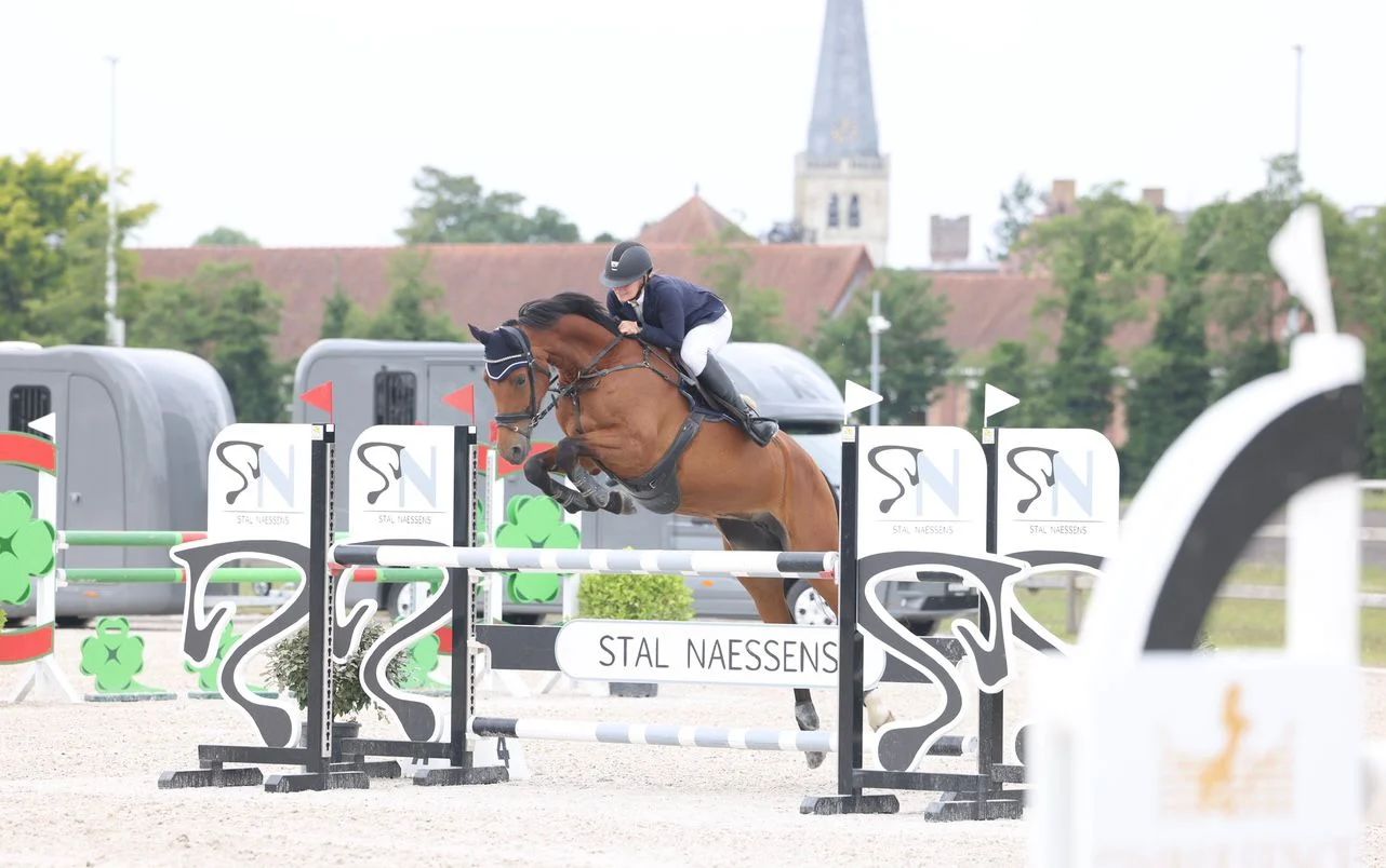 zangersheide springpaard merrie 7 Jahre alt bruin zu verkaufen - Foto 2