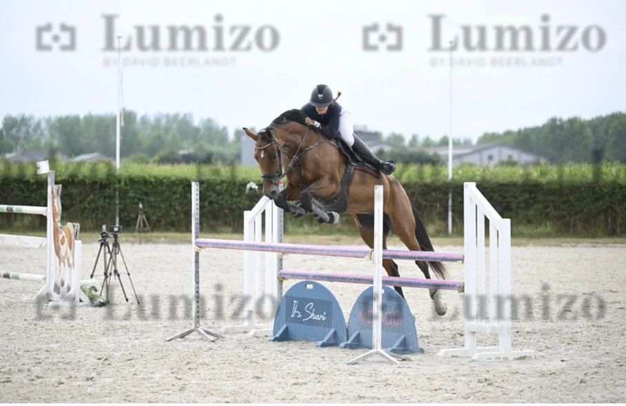 zangersheide springpaard merrie 7 Jahre alt bruin zu verkaufen - Foto 3
