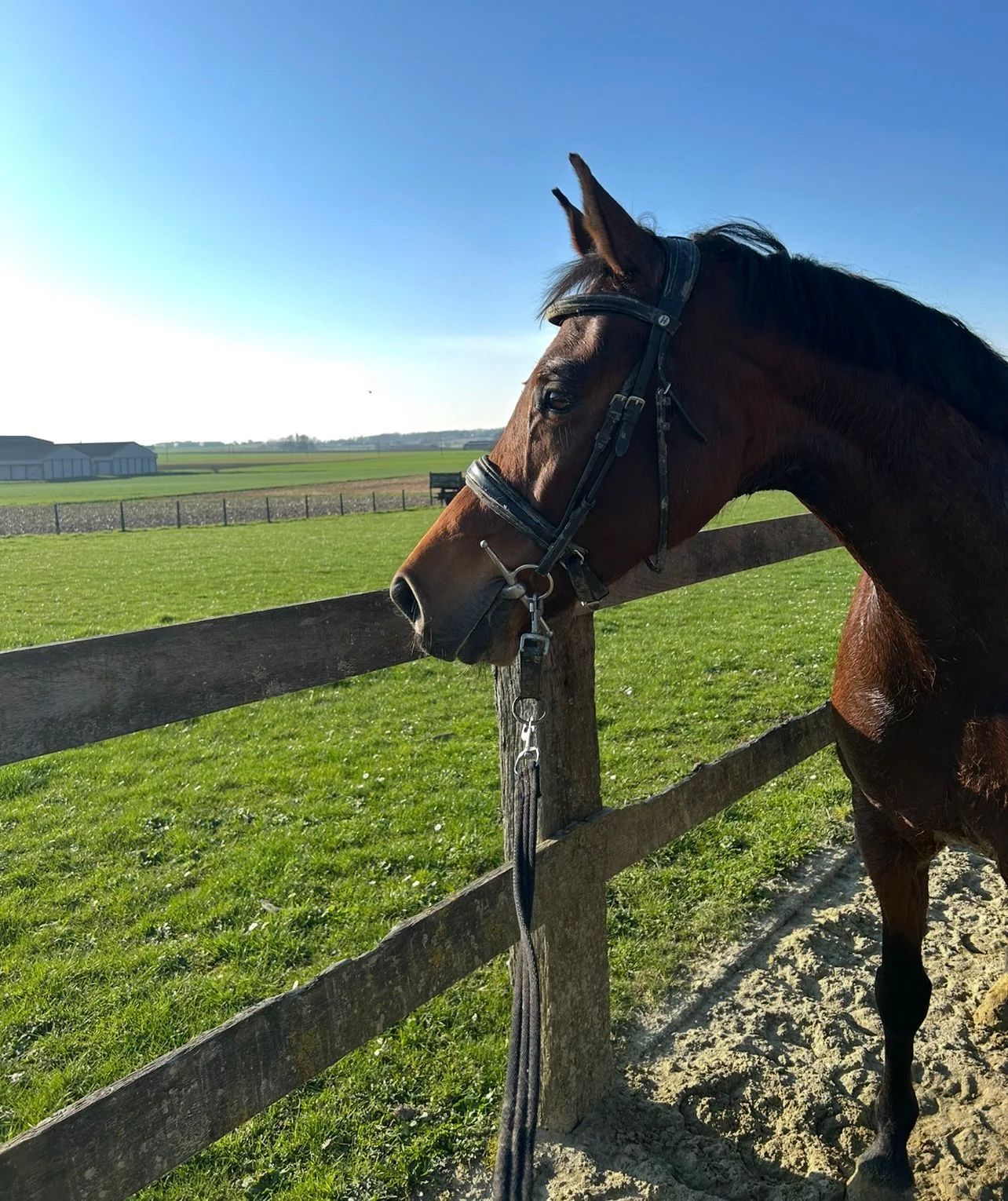 zangersheide springpaard merrie 7 Jahre alt bruin zu verkaufen - Foto 5